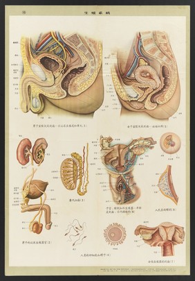 Human anatomy and physiology: western ideas presented for the education of Chinese medical staff. Colour lithographs, 1956.