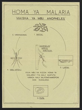 The life cycle of the mosquito that causes malaria fever. Colour lithograph by the Division of Health Education, ca, 2000.