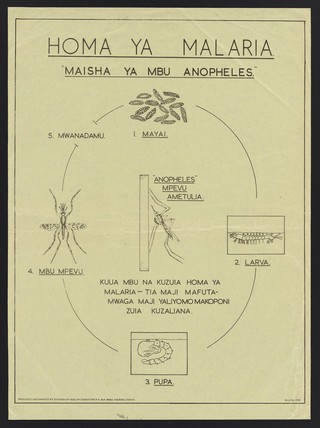 The life cycle of the mosquito that causes malaria fever. Colour lithograph by the Division of Health Education, ca, 2000.