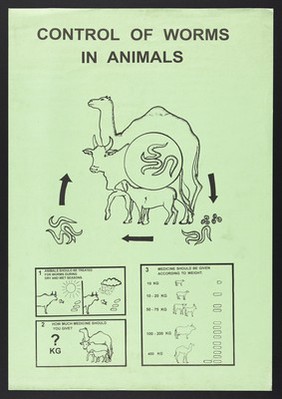 Treatment of worms in animals in Kenya. Colour lithograph, ca. 2000.