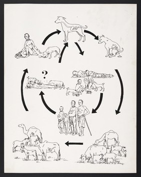 Lifecycle of hyatid cysts in humans and animals: parasitic infections in Kenya. Colour lithograph, ca. 2000.