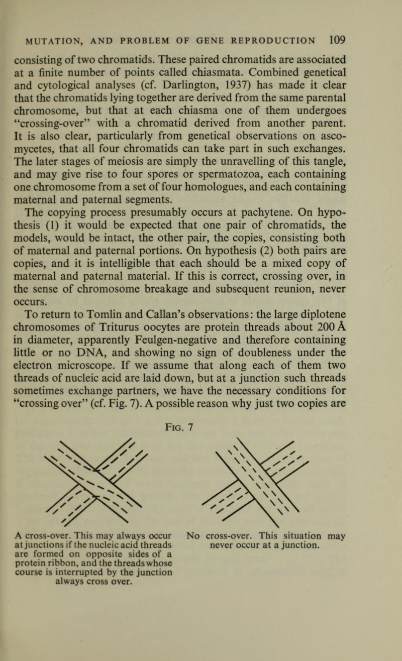 CHAPTER IX Tentative Conclusions Let us try to summarize our conclusions. Genetical analysis has led to a quasi-atomic theory. Heredity depends to a large extent on units called genes. If the very tentative conclusion of the last chapter is correct, a gene is the name which, at any moment, we give to a part of a chromosome with a specific function. But so far from genes being immortal, which Lysenko (1949) asserts to be an essential tenet of Mendel-Morganism, they are destroyed at every nuclear division, while other cell constituents may enjoy a considerably longer life. If hypothesis (2) of the last chapter is correct, the same gene can be represented in nucleic acid or in protein, as the same film can be represented in positive or negative. Probably during most of a cell's life, when the genes are metabolically functional, a given gene consists of nucleoprotein. But the gene as a chemically definable object existing in a given cell at a given moment is a product of metabolism like any other cellular constituent. To what extent genes are altered as a result of changed metabolic processes is a question of fact, and not of principle. My own opinion is that they are surprisingly stable in this respect. It is concluded that in every cell there are one or two molecules (or molecular groupings if a chromosome is a giant molecule) which perform a function qualitatively different from any other molecules in the cell, and that this is so for thousands of different functions. The same conclusion has been reached from several other lines of argument. Mcllwain (1946) gives the numbers of molecules of eight В vitamins per cell of seven bacterial species and their rates of synthesis during normal growth. The numbers per cell are mostly between 1,000 and 10,000, the rates of synthesis may be well under 1 per second, and only in the case of nicotinic acid and pantothenic acid do they exceed 10 per second. The velocities, in molecules per cell per second, of directly observed rates of destruction and more rarely synthesis of these compounds ranged from 5 to 540. The latter was, however, the rate of synthesis of pantothenic acid in