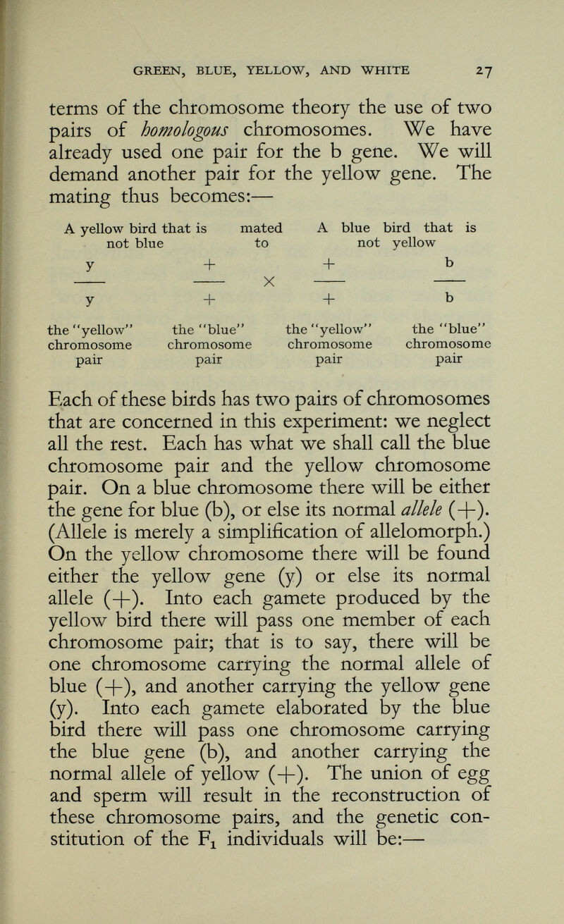 3. + 4. And there will be two of such series of gametes, one provided by the F x male, the other by the Fj female. The easiest way of illustrating the results of fertilisation of the four kinds of eggs by the four kinds of sperm is to use the checker board method (Fig. 9). You will note that again it is assumed that the four kinds of eggs occur in equal numbers, and that fertilisation is at random; that is to say that it is purely a matter of chance which kind of egg is fertilised by which kind of sperm. The four varieties of spermatozoa are placed along the top of the large square; the four varieties of ova along the left side of the square, in each case one being opposite a column or row of smaller squares. Next, in each of the 16 small squares insert 2 pairs of chromosomes, a yellow pair and a blue pair. Now fill in the gene signs. Take the ovum at the top of the left side of the large square; its genes are + +• Put these on the top two chromosomes, one on each, in small squares i, 2, 3, 4. The genes on the second ovum are + and b. Put these on the top two chromo somes in squares 5, 6, 7, 8. The genes on the third ovum from the top are y and +. Put these on the top two chromosomes in squares 9, 10, il, 12. The genes on the fourth ovum are