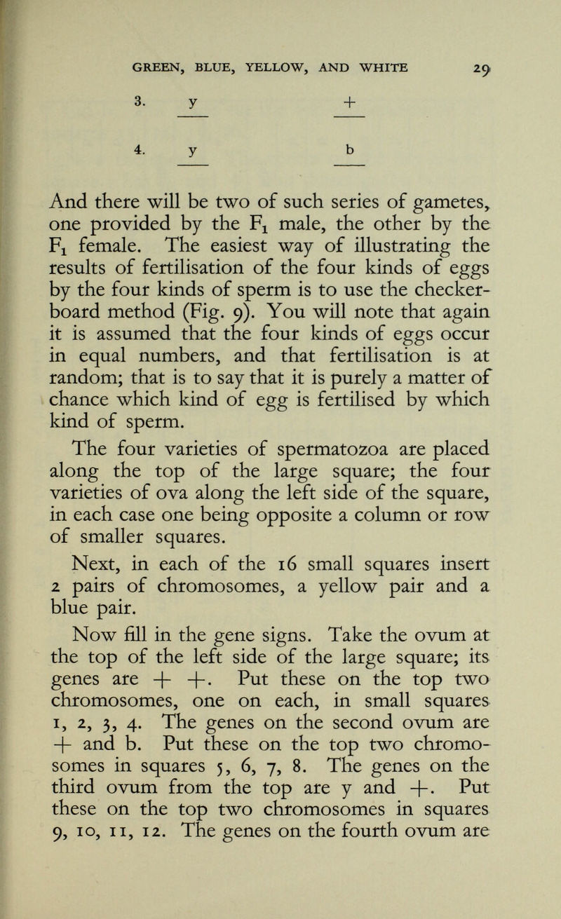 y and b. Put these on the top chromosomes in squares 13, 14, 15, 16. Now the sperm. The sperm on the left above square 1 has -f- and -f. Put these on the bottom two chromosomes in squares 1, 5, 9, 13. The second sperm above square 2 has -f- and b. Put these on the bottom two chromosomes in squares 2, 6, 10, 14. Sperm 3 has y and +• These go on to the bottom chromosomes, one on each, in squares 3, 7, 11, 15. The fourth variety of sperm, that above square 4, has genes y and b. These go on the bottom chromosome in squares 4, 8, 12, 16; and the task is finished. Fertilisation thus typically yields sixteen indi viduals in the F 2 , and of these, on the average, it will be found that 9 are wildtype (light green). 3 are blue. 3 are yellow. i is white. It will be agreed that the wildtype class (or phaenotype ) will include the following genetic constitutions {genotypes):— the yellow the blue chromosome chromosome pair pair Squares Total -)- 11 light green + + + 2 5 light green heterozygous for blue