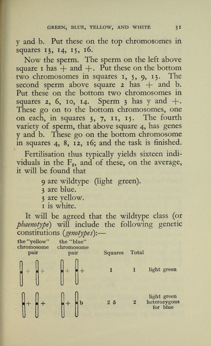 GREEN, BLUE, YELLOW, AND WHITE Squares Total 33 + + G 1 homozygous yellow y + 8 14 homozygous yellow heterozygous for blue Fig. 12. We are now left only with square i6 with a y b genotype— — ; that is, the double recessive. This is the white of the fancy. There is no white gene yet known, the white is due to the inter action of two genes, the blue and the yellow, both of these being present in duplicate. The 9:3:3:1 ratio is typical of the F 2 of a Mendelian dihybrid experiment, i.e. of an experi ment in which the P x individuals differ one from the other in respect of two members of two pairs of allelomorphic characters; in this case one parent was blue and not yellow, and the other was yellow and not blue. Now that we know what the white of the budgerigar is genetically, let us mate white to yellow, to blue, to wildtype green, and also to the F x doubly heterozygous wildtype of the last experiment.