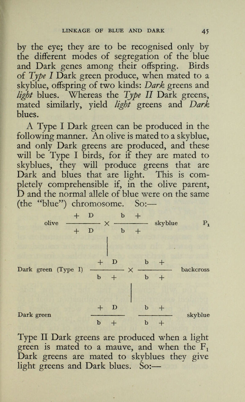 type; 25 per cent, blue; 25 per cent, yellow; and 25 per cent, white. The equivalent test for a proof of linkage is, as you see, the appearance of two phaenotypes instead of four in this backcross. A Dark green, heterozygous for the dominant Dark gene, and also carrying blue, when mated to the double recessive, gives 50 per cent. Dark greens and 50 per cent, light blues, or else 50 per cent, light greens and 50 per cent. Dark blues. It is because two phaeno types and not four appear that we know that we are dealing with linked genes. So we arrive at the conclusion that the genes are not transmitted singly but in groups, and genes belonging to the same group, being on the same chromosome, segregate together. Linkage of this kind can only be observed between two genes when two different alleles of each of them are present in the same individual. As you will have seen, both types of the Dark green are doubly heterozygous. Each has one blue gene, one normal allele of blue, one Dark gene, and one normal allele of Dark. When this condition is satisfied and the appropriate cross is made, it is only necessary to observe whether there is free assortment and recombination between the mem bers of one pair with both those of the other, or whether one member of one pair segregates with one member of the other pair more often than not. In the latter case the genes are linked. Both types of Dark greens can be produced by the mating Dark green (not carrying the blue gene) X cobalt; so:—