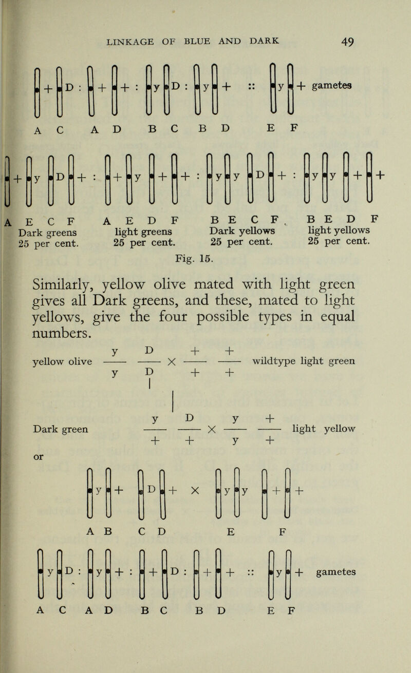 normal allele of D), the Dark green parent elaborates two kinds in equal numbers (+D) and (b+). The number of the phaenotypes is determined by the number of the different kinds of gametes elaborated by the doubly heterozygous parent. Obviously, we cannot get light greens and Dark blues out of this mating so long as the normal allele of b and the Dark gene on the one hand, and the blue gene and the normal allele of D on the other, remain associated. To get a light green and a Dark blue we must produce birds with the following formulas:— + + b D light green : Dark blue (cobalt) b + b + The problem, then, is to bring about an associa tion between the b and the D genes in the gametes of the Dark green parent, and at the same time an association between the normal alleles of b and D. In other words we have to manufacture four kinds of gametes instead of two; so:— - n ■ 1 + e b s + • b D s + B + « D _ - the two kinds of gametes the other two kinds that normally produced must be produced if light greens and Dark blues are Pig. 17. to appear This can be done if the place where the blue gene resides in the chromosome is some distance away along the length of the chromosome from the place where the Dark gene is to be found,