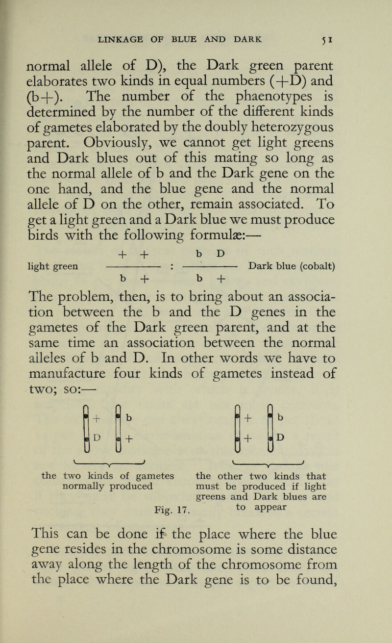 and if between these places the two chromosomes should stick, break, and reunite in such a way that the top part of one joins up with the bottom part of the other. This is actually what does happen, and when it happens there is an inter change of material between the two members of a homologous pair of chromosomes, and in the case where there are two pairs of genes involved and where the individual is heterozygous in respect of each of them, new linkage relations become established due to crossing-over (Fig. 18.) The results of a great number of such matings show that in such cases there are to be expected about 86 per cent, of Dark greens and sky blues, these appearing in equal numbers, and about 14 per cent, of light greens and cobalts, these also appearing in equal numbers. Crossing-over cannot be regarded as the result of a fault in the chromosome distributing mechanism, though when one considers the delicacy of the mechanism and the rapidity with which it works, it is surprising that faults are not more common. The fact that we can always expect to get about 14 per cent, of recombination classes as a result of the above mating shows that crossing-over is not merely an accident. It is as though the construction of the chromosomes is such that if they must be subjected to this twisting and sticking, they must necessarily break in a certain percentage of instances. You will note that the four classes: Dark green, light green, light blue, and Dark blue, are exactly the classes you would expect to get if e