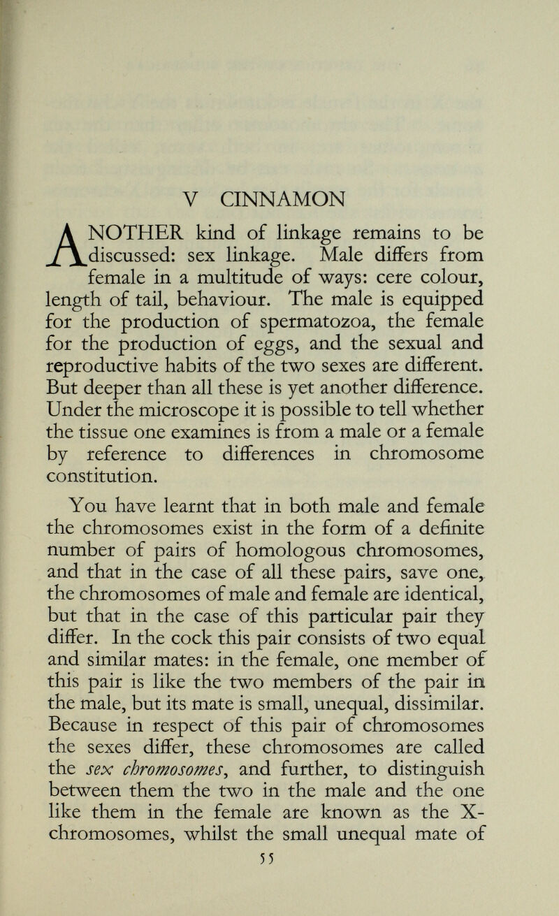 If we follow the distribution of the cinnamon character through a number of generations of an experiment, we see the reason why this gene is placed upon the X-chromosome and not upon an autosome like blue or yellow. It becomes obvious that the mechanism that is distributing this gene is also concerned in the determination of the sex of the individuals. You have learnt that a cock is XX, i.e. has in addition to a considerable number of autosome pairs, a pair of sex chromosomes, a pair of X's, and that the female, instead of two X's has an XY pair. You have also learnt that into each ripe sperm one member of each pair of chromo somes, autosomes, and sex chromosomes alike, passes. So each sperm will include an X-chromo some. But for the same reason there will be two kinds of eggs, one with an X-chromosome and one with a Y. Fertilisation thus comes to mean the meeting of an X with an X, or else of an X with a Y. The first will give an XX individual, a cock; the second an XY individual, a hen. Thus, if the X and the Y eggs are produced in equal numbers there should be equal numbers of males and females produced by the mating of a male and a female. This is the case if we consider a sufficient number of matings. Thus the sex-chromosome distributing mechanism is the sex-determining mechanism. For the produc tion of males and females all that is wanted is that one sex should, in respect of the elements of the sex-determining mechanism, produce two kinds of gametes, male-determining and female- determining respectively, whilst the other sex