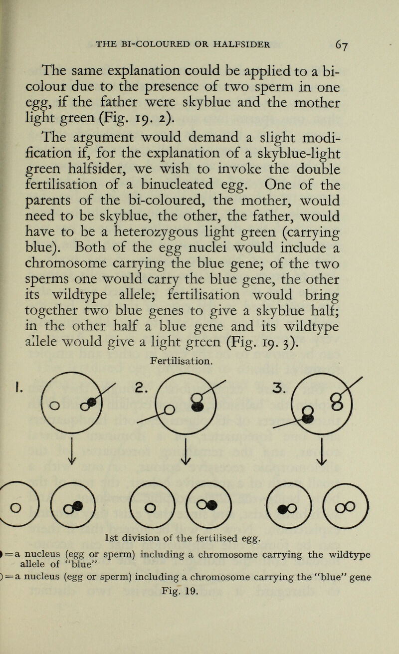 explanations to account for what appear to be but different grades of the same phenomenon. As it happens, there exists a perfectly satisfactory hypothesis. It is known as the chromosome-elimi nation hypothesis, and, according to this, the bi- coloured bird is a heterozygote; that is to say, in respect of a contrasted pair of characters such as light green (wildtype) and skyblue, it has on the blue chromosome pair, Chromosome III, a blue gene on one, and the normal allele of blue on the other. It started its life as afertilised egg which, dis regarding all chromosomes except the third pair, we will depict so (it receives one member of this pair from its father, the other from its mother):— - ■ B + ■ b Fig. 20. This fertilised egg proceeds to divide. First the chromosomes take up a position at the equator f