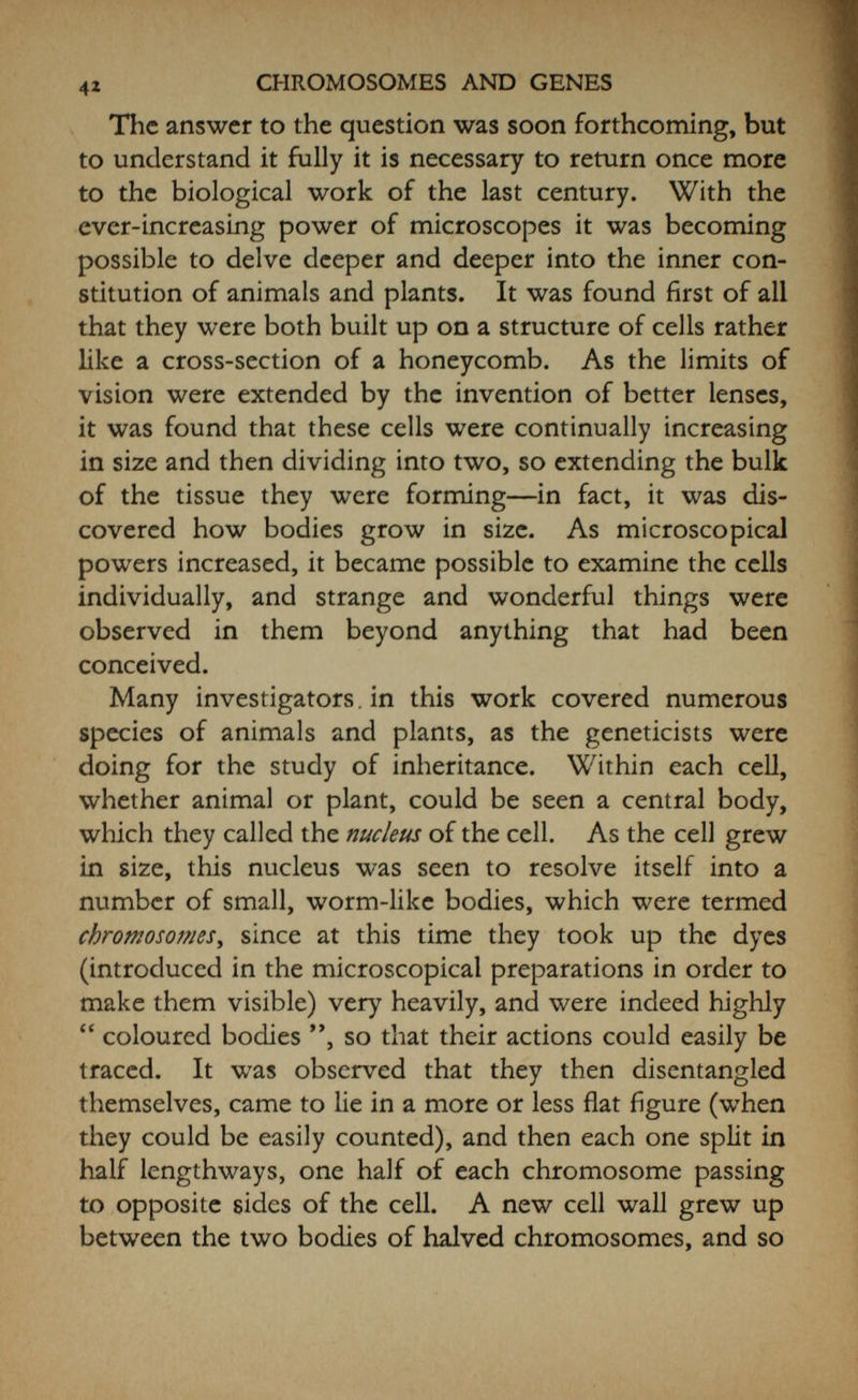 44 CHROMOSOMES AND GENES of the cell, thus halving the normal number of chromo¬ somes. By this means the germ-cells, whether male or female, are formed with only half the number of chromo¬ somes found in the body-cells. At the fertilization of the maternal egg-cells, either by the sperm-cells in the case of animals or by the poUen in plants, the two halved numbers coming together make up the whole number Formation. 0^ male gernvceUs - cbromosov\^e$. halved FemaW 3erYnce\ls formed ioiriv* newtndivl^\l Гыо new ceUs Same V\VjLmb«r oîj cVvromoso\T\ei ForíncLÍÁon new body-ce\\s Fig. —Diagram comparing chromosome behav iour in germ-cells and body-cells. In the germ-cell» they pair and only one chromosome of each pair is included in a mature germ-cell, thus halving the number. In the body-cells each chromosome divides lengthways, thus preserving the full number attained by the fusion of male and female germ-cells. (For the actual process of division, see Fig. 5.) once more, and the new individual arising has the same number of chromosomes as its parents (Fig. 5). Here, indeed, was a perfect mechanism for heredity, and as such it was pointed out by A. Weismann in his famous book on the Germ-plasm, published in 1893. But the time was not yet ripe ; other biologists were still immersed in the idea of the fusion of parental characters, and so could see no implications in this work of the