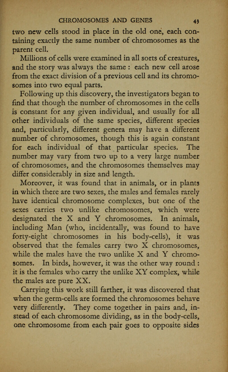 CHROMOSOMES AND GENES 45 cytologists (as the workers on cell behaviour were called) beyond the fact that they had discovered the mechanism of cell division and of structural growth. Hurst in his early work with orchids was very struck with the possibilities of this cell mechanism as the explanation of the workings of heredity, and in his paper on Orchids published in the R.HS. Journal in 1899 he gave it as the probable clue to his finding of the orchid characters behaving as distinct entities. Bateson and many others, however—still befogged apparently by earlier ideas— could see no point in it at all ; so for the time being the matter . dropped. After all, how could it be true ? Chromosomes were comparatively few, and obviously there were hundreds of characters in the make-up of an individual. The cytologists had almost as big a fight as the early Mendelians in getting their work accepted. It all sounded so incredibly far-fetched. The fact that their material was killed, and subjected to all sorts of chemical treatment in the preparation of the slides, led people to suppose that what they could see were merely post¬ mortem effects. The cytologists' question as to why, if this were so, the results should be so constant—the same number of chromosomes in the cells, the same behaviour in animals and plants—fell on deaf ears, and it was not until they had devised methods for keeping embryonic tissue in a living condition, so that the behaviour of the cells could be watched in their living state under the microscope, that their work was finally accepted. There is nothing more exciting than to watch a cell about to divide. It becomes intensely active, its con¬ tents seem to boil and bubble ; the chromosomes appear, twisting and turning in their divisions before journeying to opposite ends of the cell. The new cell wall appears.