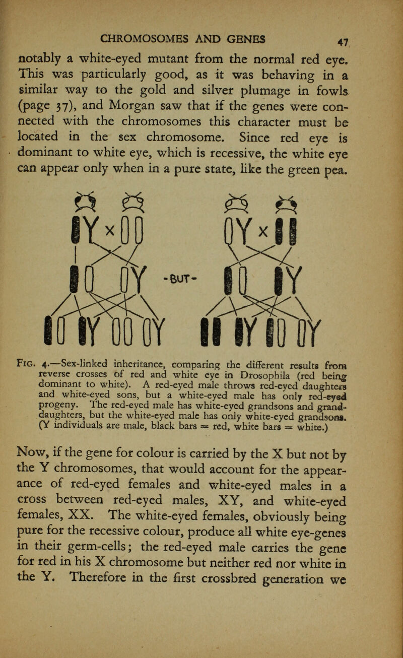 CHROMOSOMES AND GENES 49 chromosomes, then they must be strung out lengthways like a chain of beads, otherwise the longitudinal split of the chromosomes, and also presumably of the genes, during the formation of the new cells could have no connection. It was soon found that it was possible to prove this, and even to map out the relative position of genes in the different chromosomes. It was discovered that although the genes were normally linked together, in a certain percentage of cases they became separated and I I I Az Fig. 5.—Two examples of the extra segregation of characters caused by the occasional crossing over of parts of chromosomes during pair¬ ing. The number of crossovers possible depends largely on the length of the chromosomes involved. A = the normal chromo¬ some pair ; Aj = the result of a single crossover ; Aj = the result of a double crossover. hnked up with characters in the opposing chromosome of the pair. It had been observed cytologically that when the chromosomes come together in pairs at the formation of the germ-cells they coil round one another, sometimes so tightly that a break occurs, and though it mends up afterwards in the process the pieces may change partners. Obviously genes lying far apart are likely to become separated more frequently than thpse lying near together, since there is more chance of a break (which might happen anywhere along the chromosome) occurring between them. By an enormous number of experiments and calculations it has been possible to map out more and