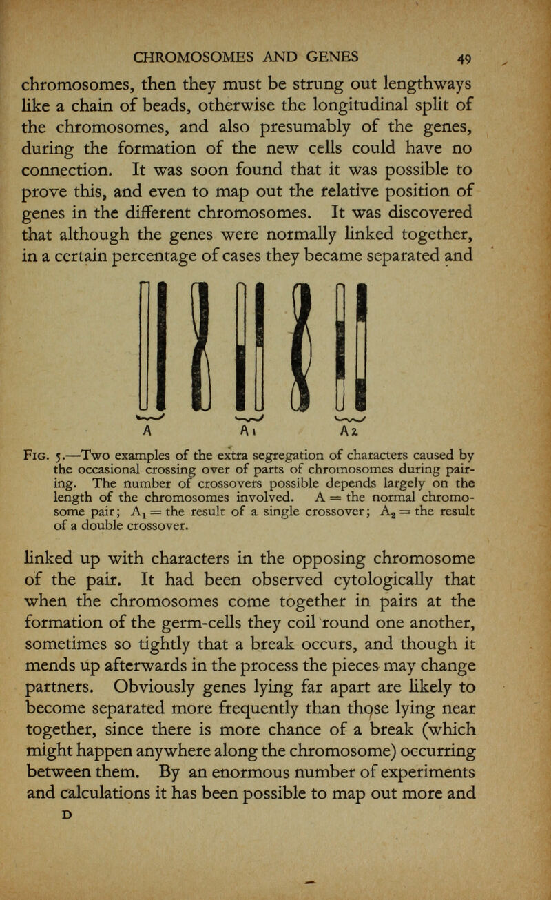 CHROMOSOMES AND GENES 51 material having favourably large chromosomes in the germ-cells, was able to work out the actual com¬ plicated mechanism of crossing-over between chromo¬ some parts—an extremely important occurrence, since it is by this means that chromosome maps can be con¬ structed in any organism. It also has considerable bearings on evolution, as it gives the opportunity for a greater segregation of characters than could otherwise occur. The present development in microscopical technique, either in the electron microscope or in other types of instrument, enables knowledge to be gained each year of the actual physical behaviour of the chromosomes and the genes. Certain workers were able to see in the latter part of 1949 what they believe to be the actual genes. We are once again on the threshold of far-reaching discoveries.