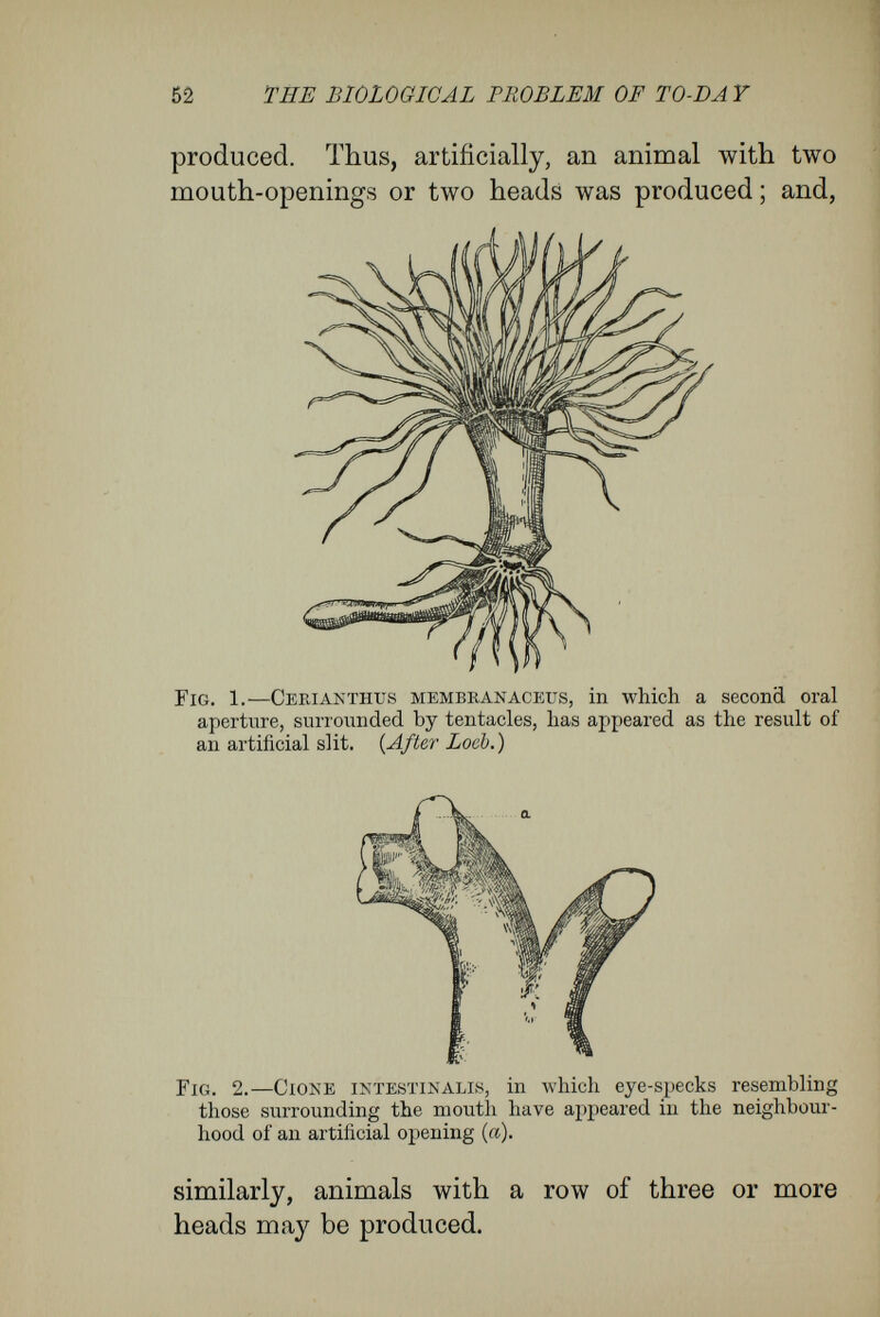 54 THE BIOLOGICAL PROBLEM OF TO-DAY normal situation, the induced organs conform to the specific type in all respects, and indicate that all the cells of an organism contain, as the result of doubling division, the characters of germinal rudiments of the whole organism. On the other hand, heteromorphoses bear heavily against the doctrine of determinants. F or it is impossible that, in the architecture of the germplasm, there can be provision, in the form of special determinants, for events so foreign to the natural course of develop¬ ment as these arbitrary, outer stimulants. Heteromorphosis may be extended to include more than Loeb intended by reckoning under it artificially-produced modification of the early stages in the cleavage of the egg. I have in mind those experiments by Driesch, Wilson, and myself, .in which the first cells of the embryonic history were induced to form parts of the embryo, to which in the normal course they would not have given rise. In these cases heteromorphosis begins from the first cleavage of the egg. In an ingenious way Driesch compressed fer¬ tilised echinoderm eggs between glass plates, and so secured that the first sixteen cells were separated, not by alternate vertical and horizontal planes, as in the normal development, but only by vertical planes. In the resulting one-layered plate of cells the nuclei had relative positions quite different from the normal. As, notwithstanding this, the distorted eggs developed into normal plutei larvae, Driesch inferred that the cell material composing the earliest cells of echinoids is equivalent in all