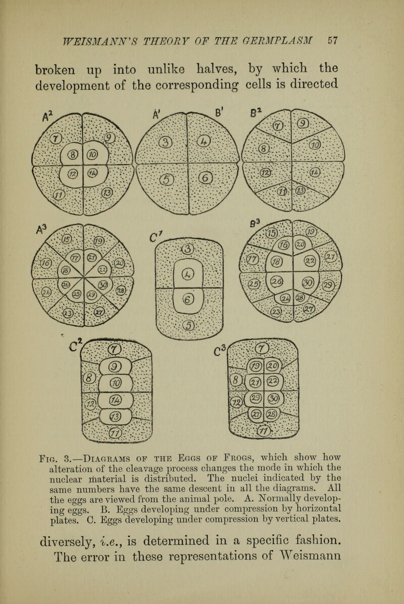 IVEISMÄNN'S THEORY OF ТЛЕ OERMPLASM 59 4 7 8 9 10 15 16 17 18 19 20 21 22 5 6 11 12 13 14 23 24 25 26 27 28 29 80 In the three diagrams the nuclei with the same numbers have the same rank in descent, and therefore, according to the theory of Roux and Weismann, have the same quahties, while the nuclei Avith unlike numbers difTer in qualities. Let us now notice how the nuclei in the three processes of division, of which two are abnormal, are placed in the mass of the egg. After the first division, the nuclei are alike in all three cases ; after the second difference appears. In Al and B1 nuclei 8 and 5 lie to the left ; 4 and 6 to the right of the second cleavage-plane, which, according to Roux's hypothesis, corresponds to the median-plane of the future embryo ; while in С they are forced into two layers, one above the other, nuclei 4 and 6 being dorsal, 3 and 5 ventral. In the third cycle of division there is no agree¬ ment between the three cases. In the diagrams A2 and Б2 the nuclei still lie similarly to the right and left of the middle line ; but in A2 they are arranged in two layers, in B2 in a single layer. The nuclei 8, 10, 12, and 14, which compose the upper layer in A2, form the middle of the disc in B2j and 7 and 9, 11 and 13, the ventral nuclei of A2, occupy the ends of the single-layered disc of B2, being closely pressed against each other.
