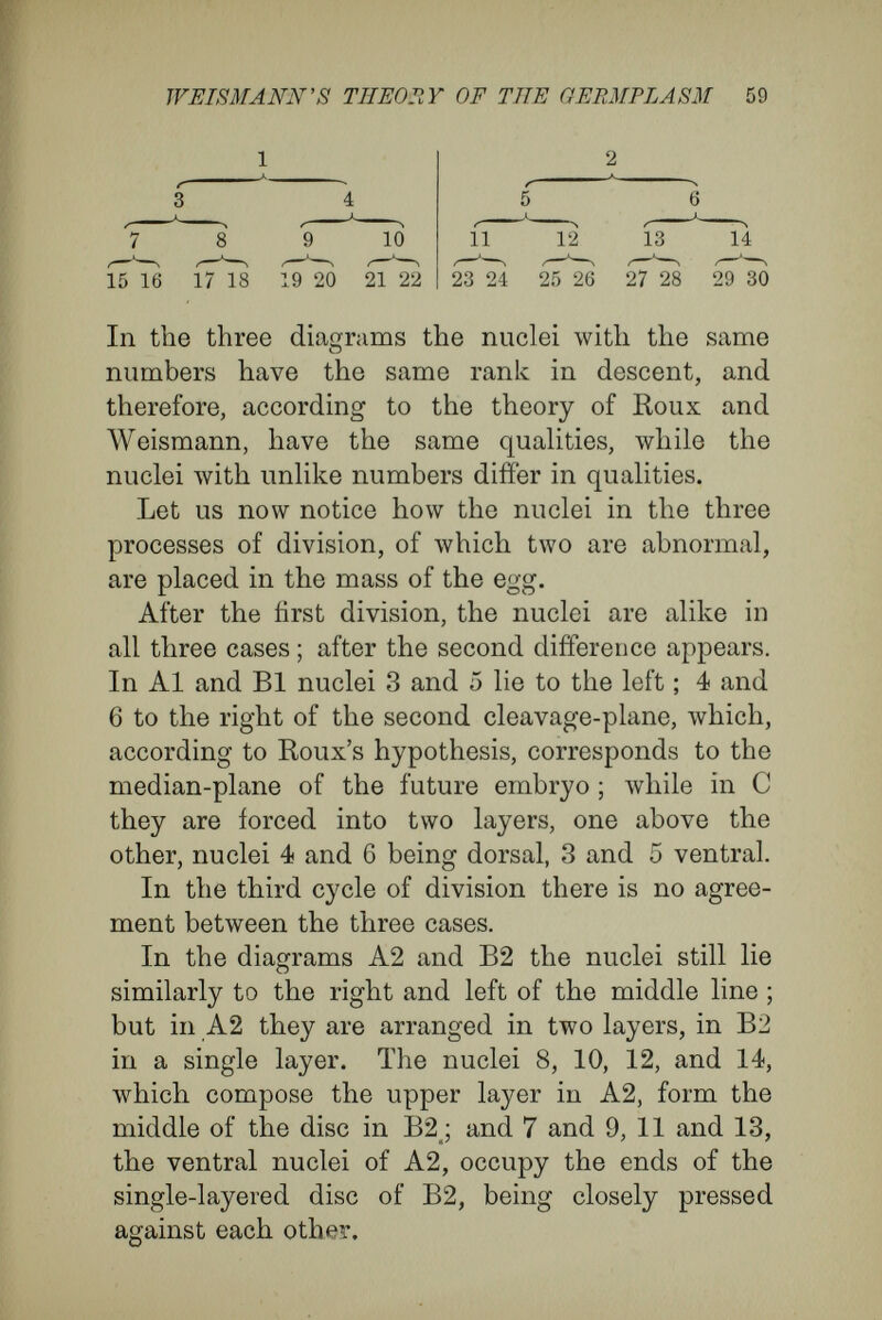 WEISMäNN'S theory op thè GERMPLASM Ó1 and Wilson upon the early stages of segmentation of the egg. In the cases of an echinoid and of amphioxus (Fig. 4) they succeeded in shaking apart the first two and the first four cells that arose in division of the egg ; and they traced the subse¬ quent development of these separated segmentation spheres. From one of the first two segmentation spheres of an echinoid egg, Driesch was able to rear suc¬ cessive embryonic stages {Gastrula and Pluteus), which were normal in shape, but one-half the usual size. Wilson's results, obtained by shaking apart A Gastrula from a whole egg ; в, с and I), gastmlne froni single cells artificially separated, (в) from the two-celled stage, (c) from the four-celled, and (d) from the eight-celled stages of normal development. the segmentation spheres, were even more interest¬ ing, ай they were performed upon amphioxus, a more highly-organized animal. He reared gastrulse and older embryos with notochord and nerve - tube, which were perfect and normal, except in size. They were one-half, one-quarter, or one-eighth of the usual size, according as they were reared from