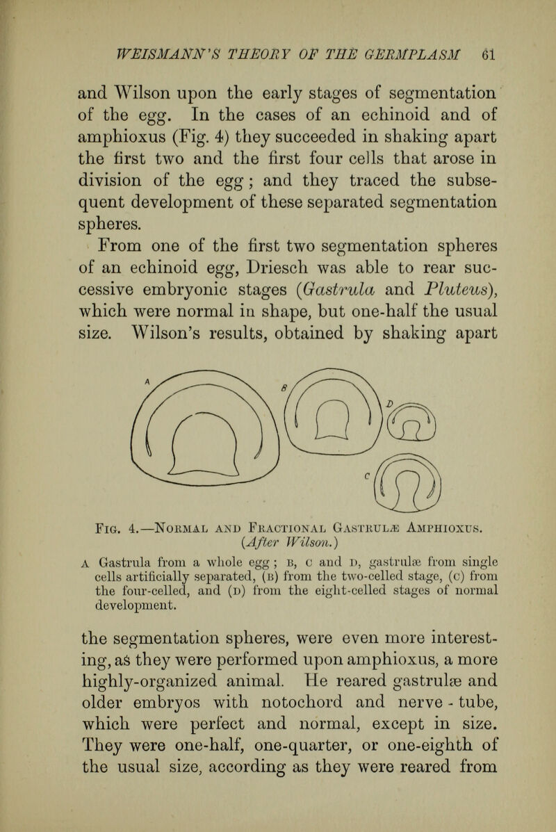 WEISMANN'S THEORY OF THE GERMPLASM 63 addition to its specific part of the hereditary mass, the part that controls its normal course of develop¬ ment, possesses an accessory idioplasm, an undivided fragment of the germplasm, left behind to be ready for unforeseen emergencies ; this part takes com¬ mand when, in consequence of violence, á separated part develops into the whole. But such an assumption does not go far enough, if it be confined to the first cleavage-cells. By compression of the frog's egg, I have shown that the pole passing through the blastopore, which coincides with the chief axis of the future embryo, may assume different relations to the first segmenta¬ tion-plane, sometimes coinciding with that, some¬ times making a right or an acute angle with it. It is clear that in each of these cases the embryonal- cells take a difíerent share in the formation of the regions of the body, and that they must be fore- endowed with the capacity of playing different parts. The developmental history of double monsters enforces the same doctrine ; such are comnron among the embryos of fish, and rather less common among chicks. From causes of which we are ignorant two, instead of one, gastrula stages may arise at separate regions of the germinal layer of the egg. According to the position of these two invaginations, which may be regarded as crystal¬ lisation-points for the formation of the future embryo, the cells of the germinal disc will be drawn into the process of development, and, falling into groups, will build up organs. In relation to this