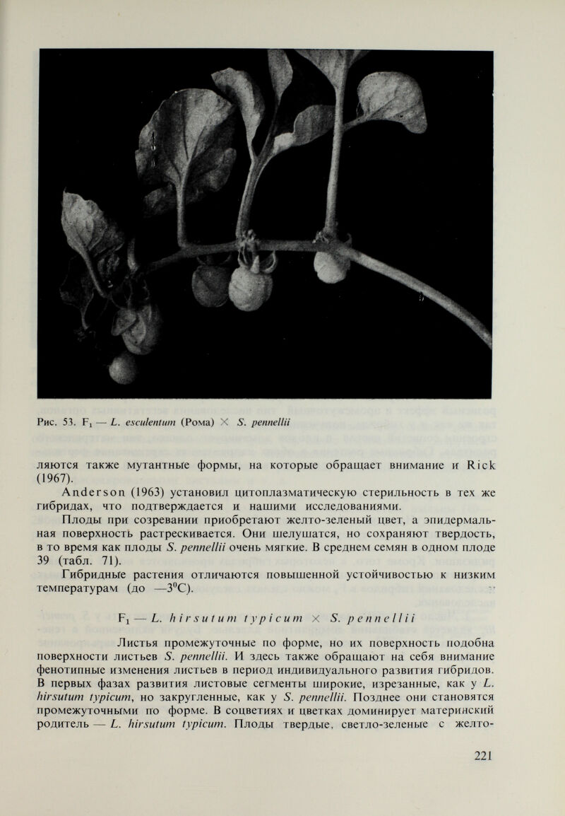 Рис. 54. Разнообразие листьев в Fj — L. esculentum X S. pennella (слева к центру — L. es- culentum, справа к центру — S. pennella) 4. Разнообразие гибридов представлено растениями с крупными звездо¬ образными листовыми сегментами (рис. 54), слабо изрезанными, закруглен¬ ными и почти гладкими; растения с вырожденными цветковыми почками, хлорофильной недостаточностью части растений, удлиненными чашелисти¬ ками, фасциированными листьями и т. д. 5. 45% гибридных растений являются стерильными или полустерильными, слабо развитыми, остальные — с уменьшенной жизненностью пыльцы (10— 25%). Плоды зеленые, желто-зеленые, желтые и оранжевые. Отсутствуют растения с красными плодами. Фертильность слабая (табл.72). В ВС^ появляют- Таблица 72 Фертильносгь гибридов в Fg г ибриды Исследованные растения (шт.) Число плодов в одном расте¬ нии (варьиро¬ вание) Среднее число семян в одном плоде у отдель¬ ных растений (варьиро; ание) L. esculentum X «S- pennella L. hirsutum typicum X «5. pennella S. pennella X L. hirsutum typicum L. hirsutum var. glabratum X S. pennella S. pennella X L. hirsutum var. glabratum 24 15 13 30 35 0-5 0 — 4.3 0-48 4,3-46 0-64 10,5—57 0-52 7,8—36,4 0-73 19 —58,7 223