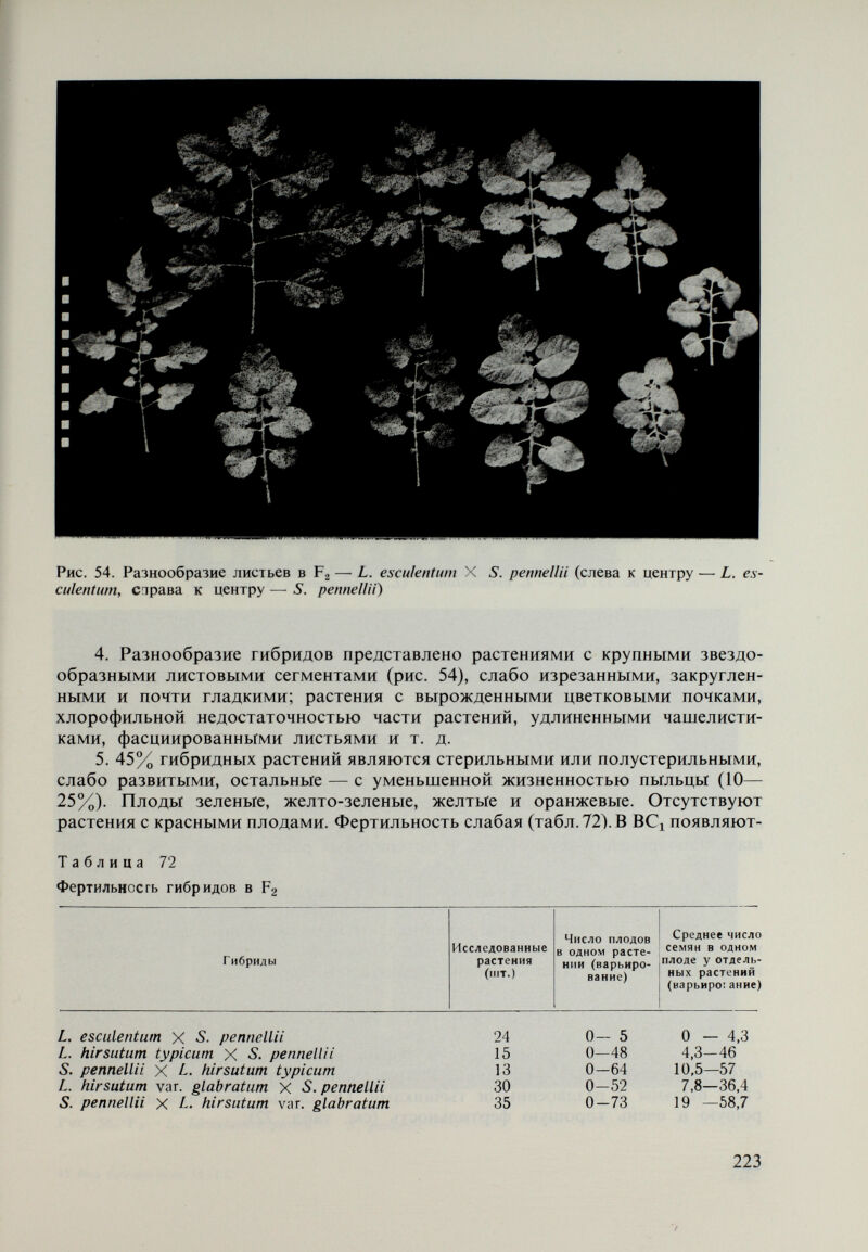 Рис. 56. Fa— L. hirsutum typicum X S. permellii 15 Род Ly copersicon Mill.