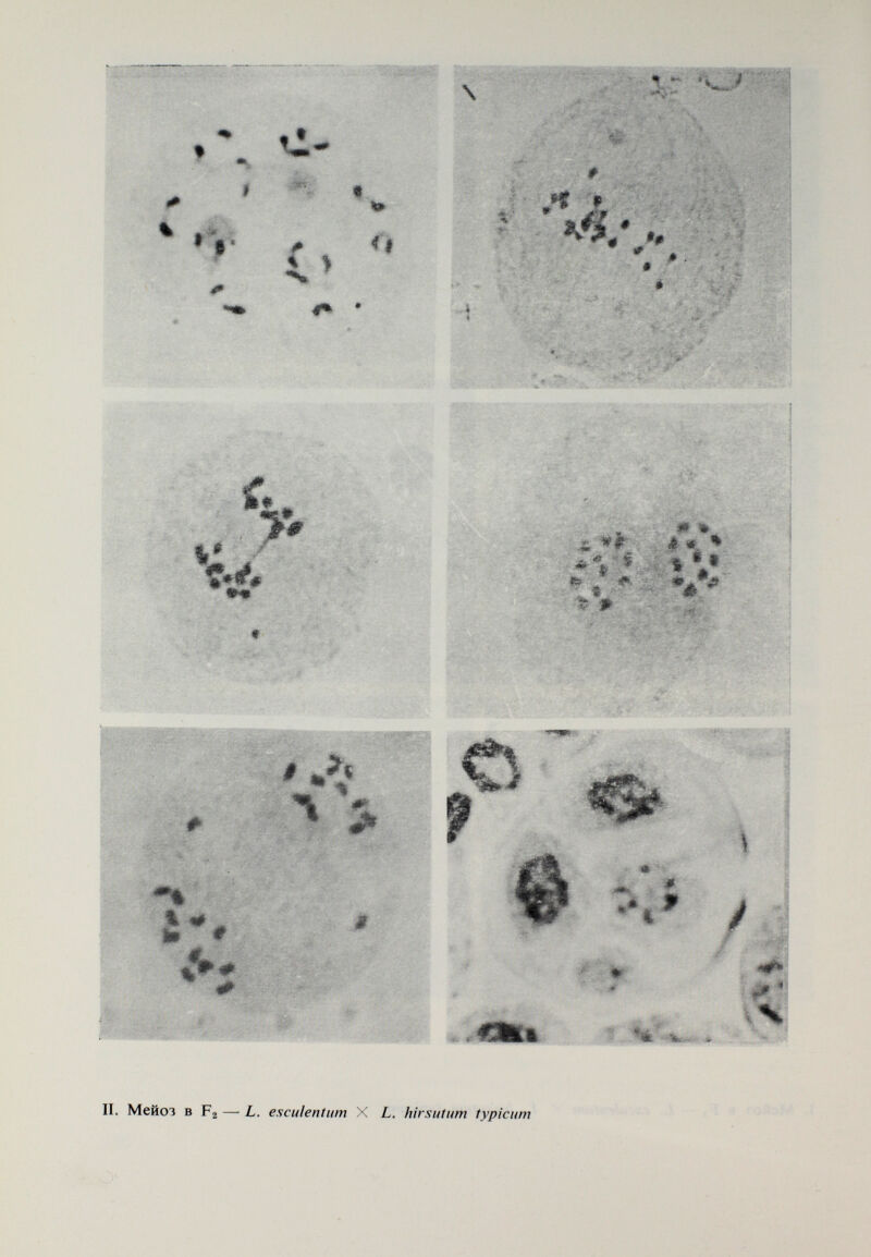IV. Мейоз в Fl L. chUense X L. periivianimi var. /iiimifnsum