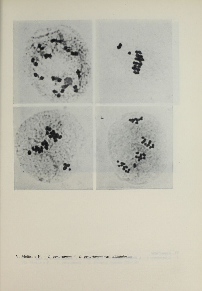 % iN* ^ i * Ч жДшу »bAL. . Щ % » # -\ -»Tii.-* =» r '^V ' ►• # •L « 4# / VII. Мейоз в Fl — L. peruvianum X L. hirsutum typicum (2n—36)