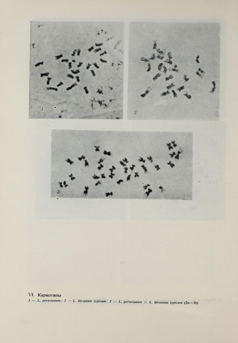 vili. Метафазные фигуры — BCi — L. periivianinn X L. hirsulum typicum (2n hirsutum typicum (2n=24) слева — 2n =24; справа — 2n=25