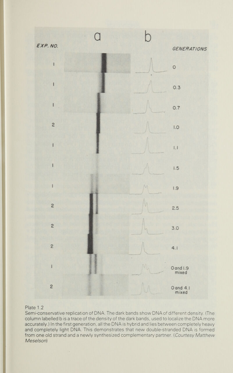 Beginnings 19 Ten years and ten grams of insulin after his bold decision, Sanger had what he sought: the precise order of the 51 amino acids, arranged in two separate chains, that go to make up the insulin of the cow. It was the amino acid sequence that gave the protein its properties, and it was the DNA that somehow specified the sequences of the amino acids (see figure 1.6). According to the Watson-Crick model, the pairs of bases that connect the double helix are set - AT and CG - but there is nothing to specify the order of bases along a single strand. Indeed, part of the beauty of the model is that every base-pair is equivalent as far as the structure of the DNA is concerned, so that they can be strung together to make up any sequence along the strand. That being the case, it became natural to think, as Miescher had (erroneously) done 60 years earlier, in terms of some sort of equivalence between the sequence of bases along the DNA and the sequence of amino acids along the protein. At first it was thought that there might be a direct physical connection, that the different amino acids would somehow fit into the wide groove along the double helix at specific places determined by the nucleotide sequence, later to be enzymi- cally fastened end to end into the protein chain. Then it became clear that this could not be, and that there had to be some sort of intermediary between the nucleotide sequence along the gene and the amino acid sequence along the protein specified by that gene. A code translated the message of the gene into the structure of the protein, and the goal in laboratories all over became to crack the genetic code. Crick, as usual, saw a way to do just that: 'The genetic code could be broken easily if one could determine both the amino acid sequence of a protein and the base sequence of the piece of nucleic acid that codes it. A simple comparison of the two sequences would yield the code'.^^ At the time this approach was simply impossible. The protein could certainly be sequenced, although the effort that Sanger put into insulin was enormous, but nobody knew even how to begin a search for the insulin gene. Today it could be done, and easily; the irony is that it would be all but impossible to decipher the genetic code from the sort of Rosetta Stone comparison Crick had in mind. There are vast stretches of DNA within many genes that never show up in the protein products of those genes. Because we know the code, we recognize these silent stretches for the interlopers they are; without a knowledge of the code, they would
