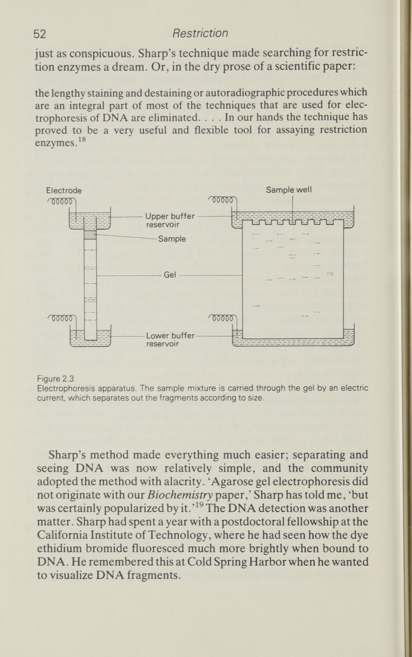 54 Restriction acted at different sites. Richard Roberts had already begun a concerted search for these enzymes in all sorts of bacteria. He 'felt sure they must exist. . . . This was a somewhat heretical view at the time, in that most of my colleagues told me that it was unlikely that there would be more enzymes of this sort.' Roberts's conviction proved correct; a steady stream of new restriction enzymes with new recognition sites followed, and with them a similar 'continuous stream of visitors with DNA samples who wished to see which enzymes would cut them'.This led to the first, private, catalogue, in 1974, and by the pubhshed list of 1976 Roberts had documented more than 80 restriction enzymes.The number now is above the 300 mark. The plethora of enzymes could have become a source of confu¬ sion, but very early on Smith and Nathans, with remarkable pres¬ cience, saw where they were heading and polled many of their colleagues in the field to bring some order to it all. Every restriction enzyme would have a specific name which would identify it uniquely. The first three letters, in italics, indicate the biological source of the enzyme, the first letter being the initial of the genus and the second and third the first two letters of the species name. Thus, restriction enzymes from Escherichia coli are called Eco; Haemophilus influenzae becomes Hin; Diplococcus pneumoniae Dpn; and so on. Then comes a letter that identifies the strain of bacteria: Eco R for strain R (strictly for E. coli harbouring a plasmid called R), Eco В for В. Finally there is a roman numeral for the particular enzyme if there is more than one in the strain in question; Eco RI for the first enzyme from Escherichia coli R, Eco RII for the second. The enzymes, having been named, can also be divided into three groups. Class I enzymes are the troublesome ones like Meselson i Eco К, which recognize a specific sequence but don't cleave the DNA at a specific point: they walk a random distance from the recognition site and break the DNA there. Class II enzymes are the workhorses of the genetic engineer. Like Smith's Hin, they recog¬ nize a specific site and break the DNA at a particular place within that site. A very few class II enzymes are a bit odd: like all restriction enzymes, they recognize a specific sequence, but they don't cleave the DNA within the recognition site; instead, they make a break a set number of nucleotides away. Mbo II, for example, from the bacterium Moraxella bovis (which causes pink-