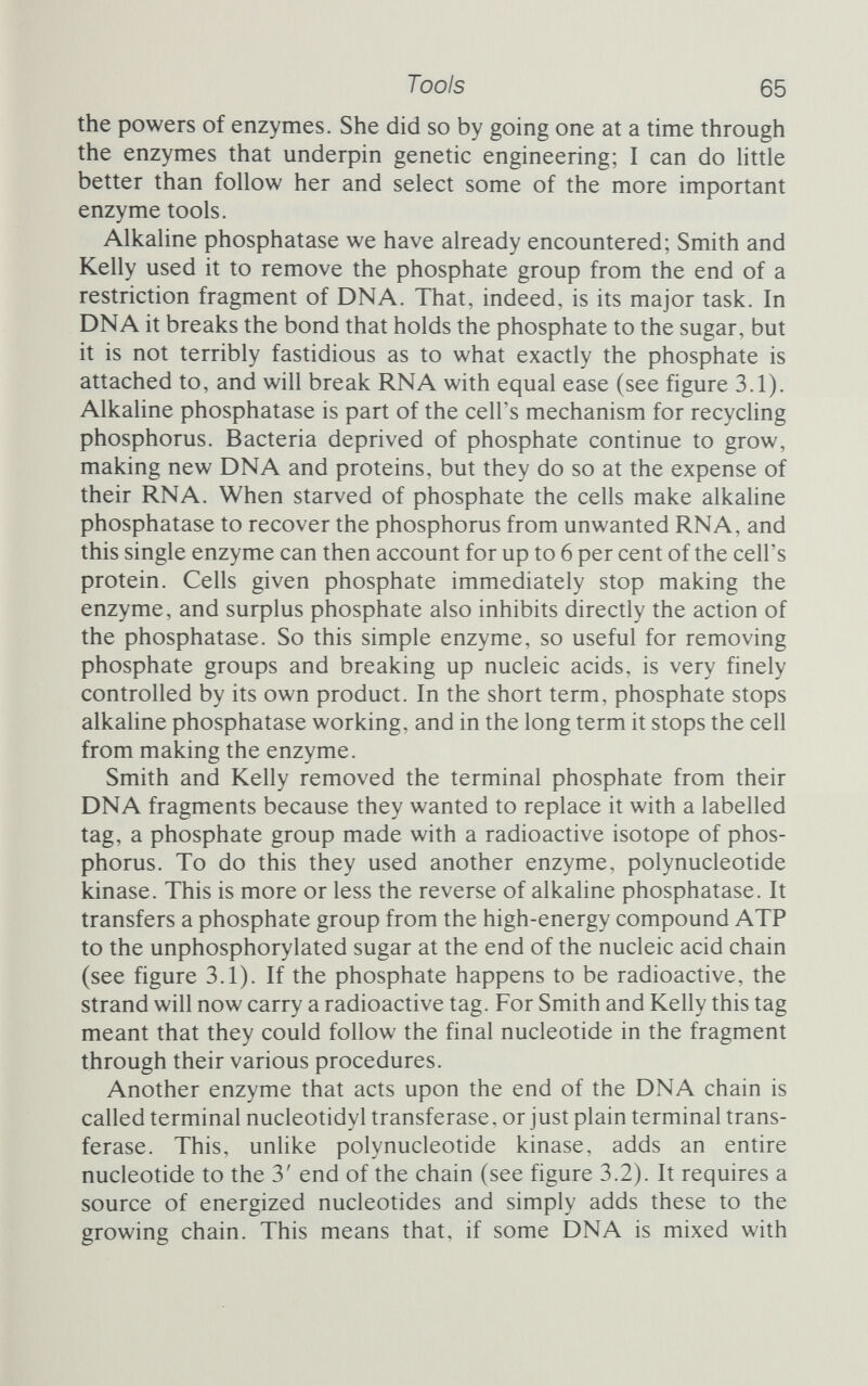 Tools 67 contrast to an endonuclease, which cuts the middle of a DNA strand, a exonuclease nibbles away at the end. Lambda exonuclease comes from phage lambda, and is one of the suite of genes that lambda employs. The exonuclease removes nucleotides from the 5' end of the strand, progressing steadily along the helix and destroying it as it goes (see figure 3.2). A brief incubation with lambda exonuclease removes just a few residues from the 5' end of the strand and leaves the single 3' end of the other strand protruding somewhat, a perfect substrate for terminal transferase to add the sticky end to. The sticky ends may bring strands together end to end to form recombinant molecules, but the DNA will be no good unless the gaps between the fragment ends are sealed. This is the job of DNA Hgase. This enzyme, now isolated from a variety of sources, repairs Figure 3.2 Adding and rennoving nucleotides. X exonuclease (left to right) removes entire nucleotides from the 5' end and is useful for nibbling back one strand of duplex DNA. Terminal transferase (right to left) adds a nucleotide to the 3' end (there are other transferases that add to the 5' end) and is useful for attaching labelled bases.