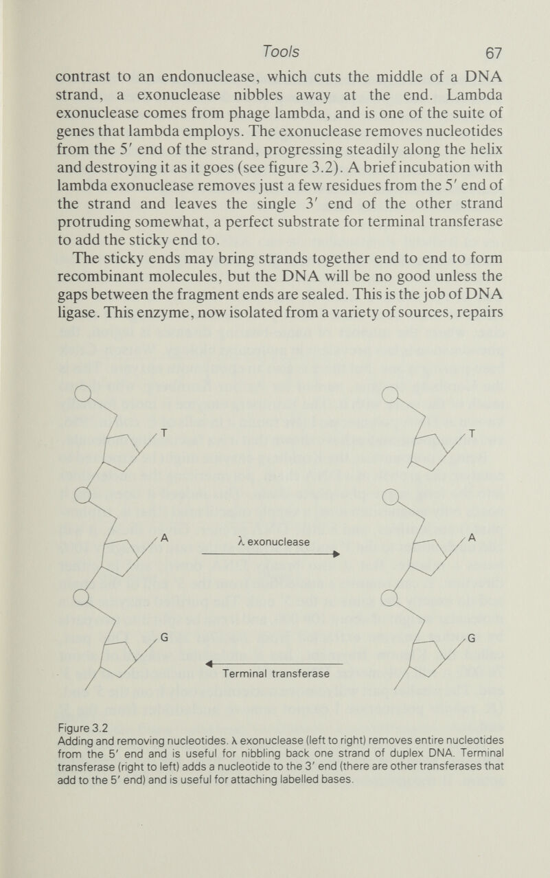 Tools 69 (Another enzyme, horribly named DNase I, is just the job for creating a few nicks at intervals along the strand.) One head then breaks off the nucleotide at the 5' side of the nick, while the other head adds a nucleotide to the 3' side. Another nucleotide removed from the 5' side, another one added to the 3' side, and the nick moves along the chain, taking the enzyme with it until it reaches the end of the strand and falls off. All this at 1000 bases a minute. The progression of the nick along the chain has been called 'nick translation' (see figure 3.3). It is an extremely useful activity, because it means that DNA can be radioactively labelled to an extraordinarily high degree. If DNA of interest is incubated with labelled nucleotides and DNA polymerase I, then provided there -o- ■o -o -o 7 Л DNA polymerase DNA ligase DNase I Figure 3.3 Nick translation. DNase I makes breaks (nicks) between sugar and phosphate; DNA ligase repairs them. DNA polymerase I removes nucleotides from the 5' side of a nick and adds a nucleotide to the 3' side. The nick is thus translated along the strand, so that if the DNA polymerase I is provided with radioactive nucleotides the whole strand can be labelled to a very high level, making it much easier to track small fragments.