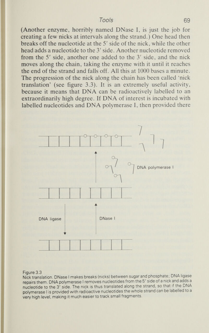 Tools 71 studies of RNA viruses. These viruses - the one that causes pohomyehtis is an example - store their genetic information as RNA rather than DNA, but are nevertheless able to infect cells and direct synthesis according to their own genetic message. In polio virus the RNA simply directs synthesis of more RNA and the manufacture of viral necessities. No DNA is involved in its repHca- tion. But the virus that Temin worked with, the so-called Rous sarcoma virus (which causes some bird cells to become cancerous), is a member of a different group from the polio virus; while it stores its information as RNA, it nevertheless requires DNA to be synth¬ esized if it is to infect a cell. Temin discovered that the Rous sarcoma story wasn't quite as simple as the other RNA viruses. He isolated from the infective virus particles an enzyme that catalysed the synthesis of short chains of double-stranded DNA. These were identical to regions of the viral RNA, and the enzyme, and synthesis, were vital if the virus was successfully to infect a cell. At first this was felt to undermine Francis Crick's Central Dogma of molecular biology: DNA makes RNA makes protein. What Crick meant was that the flow of information in living things was from nucleic acids to proteins, and not the other way round. As Crick himself put it. Once 'information' has passed into protein it cannot get out again. In more detail, the transfer of information from nucleic acid to nucleic acid, or from nucleic acid to protein, may be possible, but transfer from protein to protein, or from protein to nucleic acid, is impossible. Information here means the precise determination of sequence, either of bases in the nucleic acid or of amino acid residues in the protein.^ Changes to the proteins could come about only as a result of changes to the DNA. The fact that information on RNA could be transferred on to DNA called this dogma into question, but in point of fact Crick himself never ruled out the possibility of transfer of RNA to DNA; it was just that many molecular biologists assumed that he had, and that Temin's results broke the rules. Looked at from a different point of view, they uphold the central place of DNA even more strongly; why would the virus bother to synthesize DNA from its RNA if DNA weren't supremely important? Indeed, several sorts of RNA virus can spend many generations living harmlessly within a cell as DNA, fully integrated into the host's