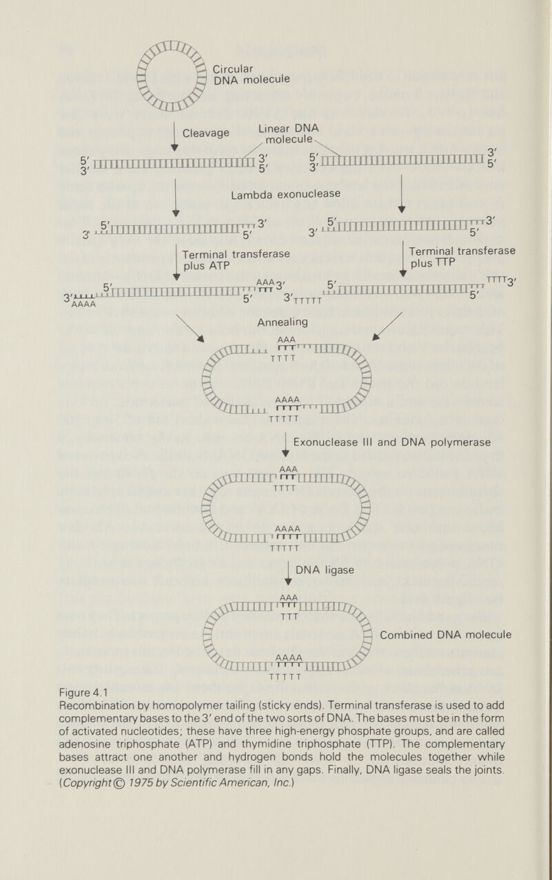 80 Manipulation discovered was that Berg's elaborate procedure to attach sticky ends to the DNA fragments produced by Eco RI was, ironically, entirely unnecessary. The enzyme, on its own and unaided, pro¬ duced sticky ends all the time. You will recall that restriction enzymes frequently recognize a site that is palindromic; the two strands read the same in 'opposite' directions. (Of course, it is really the same direction, 5' to 3', on opposite strands.) If the enzyme makes a break that is not in the centre of the pahndrome, then naturally it will leave com¬ plementary tags on the ends of the fragments. Mertz and Davis cut DNA with Eco RI and looked at the strands with an electron microscope. They saw that, having cut SV40 once with Eco RI, the linear DNA had a tendency to join up again into circles, which could be sealed with DNA hgase. Cut and restored, SV40 DNA was fully infectious. They also showed that all the ends of fragments produced by Eco RI were identical and complementary, so that any two fragments created by Eco RI could be joined together. Mertz and Davis said quite bluntly: 'any two DNAs with RI endonuclease cleavage sites can be recombined at their restriction sites by the sequential action of RI endonuclease and DNA hgase. These hybrid DNAs can be cleaved by RI endonuclease to regenerate the original DNAs.'^ Tracing the birth of words is a frustrating busi¬ ness, but this seems to be the first time that molecular biologists used the word 'recombined', hesitantly and in apologetic quo¬ tation marks, to describe the chimeric molecules. Sgaramella came up with very similar results and conclusions; he found that the DNA ligase that T4 bacteriophages produce when they infect E. coli cells was able to join single P22 DNA molecules into chains that were twice, or three times, or occasionally even four times, as long as the customary P22 DNA. The ordinary DNA ligase produced by uninfected E. coli could not do this trick. SV40 DNA, made linear by chopping it with Eco RI, could be rejoined by either hgase, but a mixture of P22 and SV40 never gave rise to hybrid molecules (which Sgaramella called 'molecular translocations'^). Sgaramella's conclusions were not as readily identifiable as Mertz and Davis's, but the promise of being able to join DNA molecules at will was there nevertheless. The two groups published in the same issue of the Proceedings of the National Academy of Sciences of the USA, just 15 pages apart. The explanation for the two sets of observations was that Eco RI