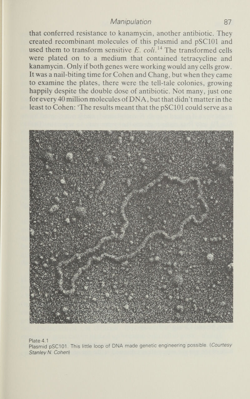 Manipulation 89 defined it as E. coli, but the transformed cells also carried replicating DNA molecules that had molecular and biological characteristics derived from a different species, S. aureus The techniques were simple, they were easy, and they had practically unlimited potential - if they would work with animal genes. One difficulty would be that animal genes don't code for such easily detected things as resistance to antibiotics. Another was that there weren't, as Berg had noted, very many animal genes around on laboratory shelves. Nevertheless, Cohen had to try. He and Chang got together with Herbert Boyer and three of his colleagues to mix a eukaryote gene with their plasmid.^^ The gene they used was one that carried the code for part of the ribosomes (the protein factories) of the toad Xenopus laevis, better known perhaps as the African clawed toad. They sUced the toad genes with Eco RI, spliced the fragments into pSClOl, pushed the plasmid into E. coli cells, and grew the cells in the presence of tetracycline. That told them which cells had taken up a plasmid and been transformed. Now they needed to examine the descendants of each transformed cell to discover which, if indeed any, contained a little bit of toad. They found them: E. coli cells that were busily manu¬ facturing RNA that hitherto had been made only in toads. Cohen's pSClOl was an ideal cloning vehicle. It had a cleavage site that didn't interfere with vital functions, and carried a tetracycUne-resistance marker that was extremely handy for detecting cells that had taken up the plasmid. And cells could easily be induced to take it up. Inspired by Cohen's success, other labs quickly followed suit, and more cloning plasmids were rapidly developed. Now there are plasmids for every purpose, each carefully tailored - by the very techniques that it allows - to permit it to perform special tasks. One of the most popular of these is pBR322, a beauty of a plasmid made by Francisco Bolivar and his colleagues (see figure 4.4).pBR322, one of a whole family of vectors, is small and easy to use. It has a single cleavage site for each of five popular restriction enzymes, and offers resistance to two antibio¬ tics. (Selection is not difficult. Inserts within the tetracycUne- resistance gene can be picked up because cells fail to grow — though they are not killed - in tetracycline. To recover those cells one adds cycloserine, a drug that kills only cells that are growing fast. Those