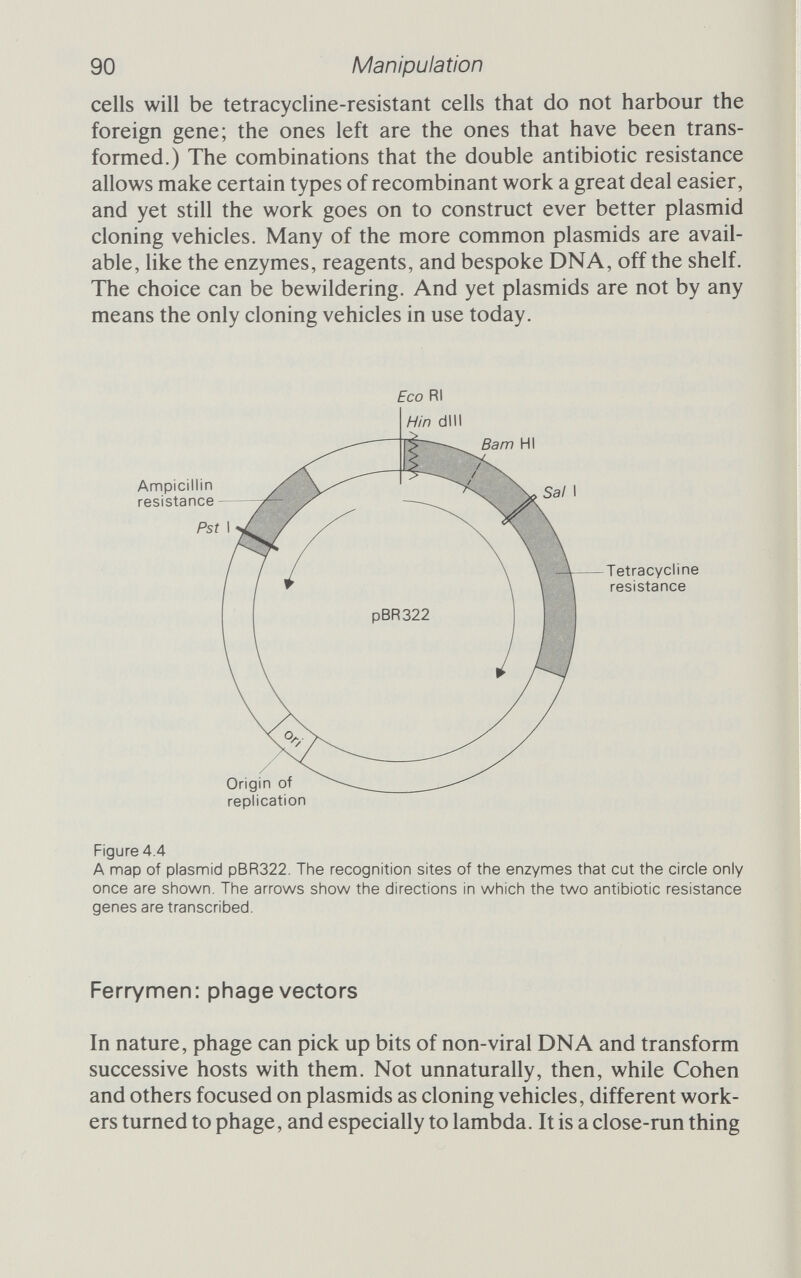92 Manipulation an insertion site. The beauty of lambda WES.B' is that, unless the foreign DNA has been spliced in, the phage DNA is too small for the viral machinery to package it properly and so no plaques are formed. Only recombinant phage can form plaques, which makes the job of selecting recombinants that much easier. Charon, in Greek mythology, was the ferryman of the dead, who conveyed departed spirits across the river Styx. In a rather nice piece of christening, his name has been bestowed upon another group of cloning vehicles derived from lambda; these are the Charon phages made by Frederick Blattner and his colleagues. Like WES.B', Charon phages (there are 16 of them, for different purposes) have amber mutations to prevent their escape. And they have a variety of restriction sites that make it easy to insert frag¬ ments produced by any of the more popular restriction enzymes. What is more, Charon phages often have their restriction sites cunningly attached to specific genes that make picking up the recombinant clones easy (see below, page 97). Wrapped DNA and man-made vehicles Persuading leaky cells to take up recombinant molecules works, but it isn't terribly efficient. One-millionth of a gram of lambda DNA that has not been tampered with in any way will give about 100 ООО plaques, but a bit of gene manipulation reduces that figure to something between 10 ООО and 1000. If that sounds like a lot, be assured that it isn't. A million plaques from a milUonth of a gram represents just one plaque for every 20 ООО DNA molecules. For many genetic engineering experiments, that simply isn't good enough. Fortunately, there are ways to multiply the efficiency by more than a thousandfold. The secret, as Sydney Brenner realized, is to package the recom¬ binant DNA into virus particles, rather than simply bathing cells with the naked DNA. The whole particle is a much more efficient vehicle for getting DNA inside cells. Acting on Brenner's sugges¬ tion, Barbara Hohn and Kenneth Murray at Edinburgh worked out a scheme to package lambda recombinants into the customary viral coat; going through this extra stage can shoot the yield of recom¬ binant plaques up to 100 ООО ООО from a millionth of a gram of DNA, an increase well worth the effort.