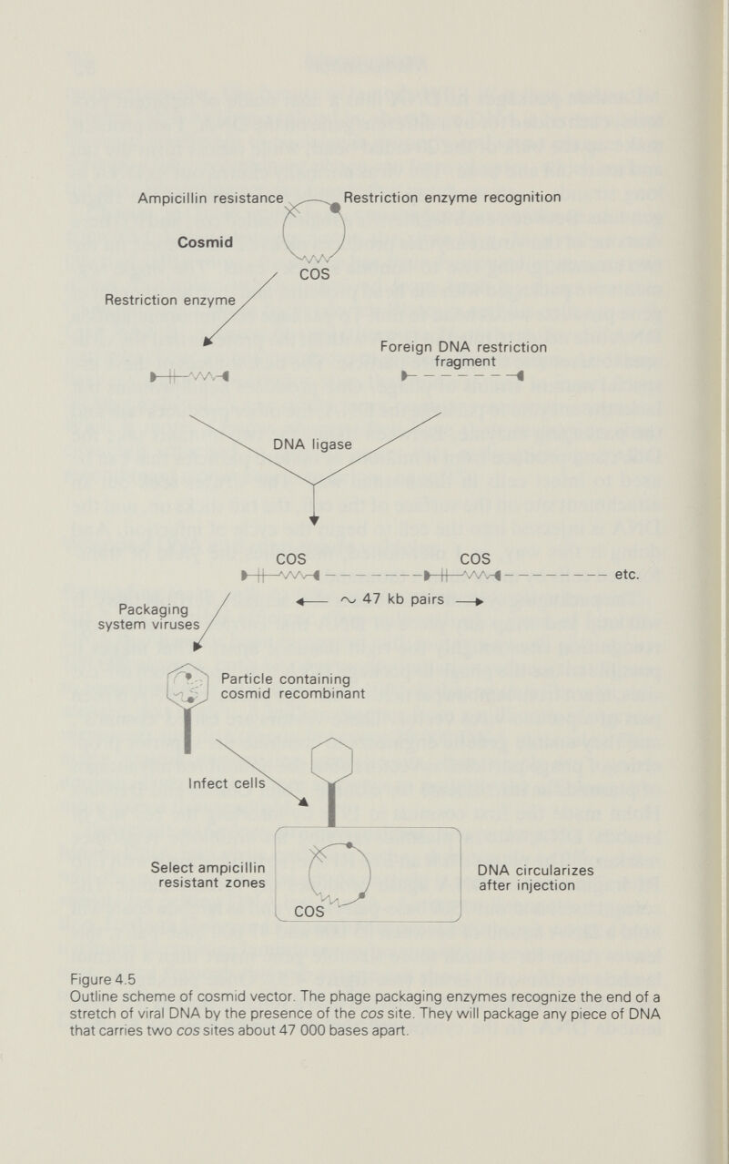 96 Manipulation vehicle or ensuring in some other way that the cells will show themselves in a special environment, is the basis of many selection techniques. A neat twist to the use of resistance markers can be employed to make it easier to select genuine recombinants from a background population of cells that have been transformed by a copy of the plasmid that does not carry the foreign DNA. If the restriction site for insertion of foreign DNA is in the middle of a resistance gene, then cells that have taken up the recombinant will be sensitive to that particular antibiotic. Those that have absorbed a non¬ recombinant plasmid will not be sensitive. All transformants select themselves on a medium containing one antibiotic. A sample from each colony that grows is then plated on to a medium that contains the other antibiotic. The colonies that do not grow are recom¬ binants in which the foreign DNA has inactivated the second resistance gene; they can be picked off the original plate. Bolivar's pBR325 plasmid is just such a useful vector. It confers resistance to three antibiotics - ampicillin, tetracycline and chlor¬ amphenicol- and the chloramphenicol gene contains the plasmid's single recognition site for Eco RI. If an Eco RI fragment is inserted into pBR325, the chloramphenicol gene no longer works. Trans¬ formed cells will grow on ampicillin or tetracycline, but cells that contain truly recombinant plasmids cannot grow on chloram¬ phenicol. A sHghtly different approach to selection uses a technique called 'complementation'. Host strains that lack a specific gene will not be able to grow if they need the enzyme coded for by that gene. If the cloning vector contains the missing gene, it will supply the missing enzyme and the cell will be able to grow. Phage vectors have the very desirable quality of producing new phages in the cells they have infected. The presence of a plaque on a lawn of cells indicates that here was a successful transformation, with hundreds of daughter phages going out and continuing the infective process. In the first phage vectors, this was all that was needed to select successful recombinants; if the DNAs had not recombined properly, the hybrid would not be able to produce new phages. Of course there were slight problems, and phage vectors were soon modified to take care of these. For a start, there was the difficulty that might be caused by fragments of phage coming together without the inserted foreign DNA. This hurdle was