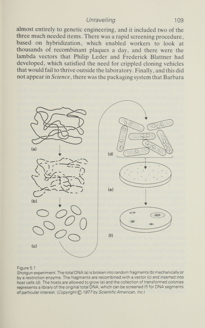Unravelling 111 because a six-base sequence, like the one that Eco RI recognizes, poses a different sort of problem. Maniatis wanted an essentially random collection of fragments. There was every possibility that the sites recognized by restriction enzymes were not randomly placed along the DNA. There might be too many in some places and not enough elsewhere, and the longer a recognition site was, the more likely that it was non-randomly distributed. The solution was to use the enzymes Hae III and Alu I, both of which recognize four-base sequences and produce blunt-ended fragments. (Hae III recognizes GGCC and Л/w I, AGCT.) Four-base restriction enzymes, however, create yet more prob¬ lems. Any four-base sequence is hable to arise roughly every 256 bases. With two enzymes, the average DNA fragment would be just 128 bases long. The human genome is 5000 million bases long. Forty million fragments is just too many to cope with, and in any case would waste the carrying potential of the vectors, which Maniatis knew could cope with an insert 20 ООО bases long. To get longer fragments, he needed to ensure that he used far too little restriction enzyme. This technique, of using too little enzyme for the reaction to be completed, is called a 'partial' or 'nonlimit digestion'. Trial and error tests with the rabbit DNA had revealed the best concentration of enzymes to give the highest proportion of fragments in the desired size range, and it was with this amount of enzyme that they broke up the human DNA. The partial digest does indeed produce a collection of fragments drawn at random from the entire genome. To make most efficient use of the vector they needed to select fragments between 18 and 25 kb (kilobases; 1 kb is 1000 bases) long; this was done by centri- fuging the fragments on a sucrose gradient with markers of known length. The DNA fragments between the two markers were col¬ lected and went forward to the next stage. Maniatis and his team now had a few hundred milhonths of a gram of DNA. The fragments were the right size, but they had blunt ends. They could be joined to other blunt-ended fragments with T4 ligase, but then the researchers would not be able to recover the fragments easily. In any case, the chosen vector, one of Blattner's Charon phages (Charon 4A, to be precise), was specifi¬ cally designed to accept Eco RI fragments. So now synthetic linkers had to be added to the fragments. Richard Scheller at Cal Tech provided some of the 12-base synthetic DNA linkers that he had