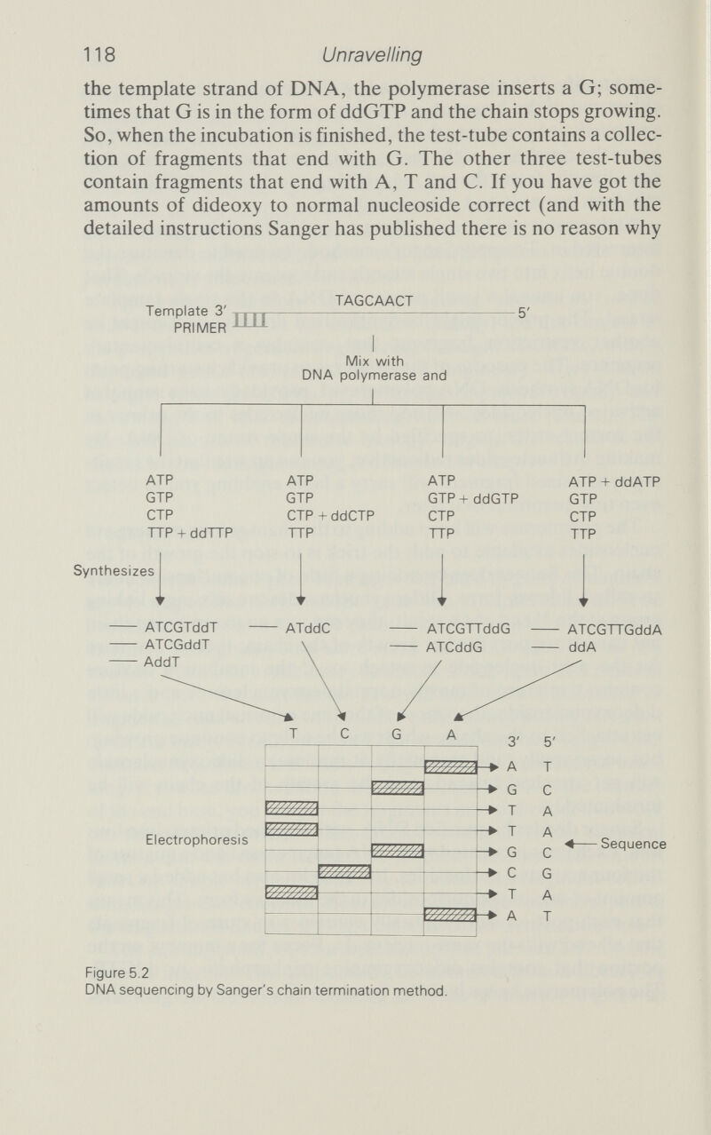 2,5 hr 5 hr C+T G+A Plate 5.1 (left and centre) DNA sequencing ladder nnade by Fred Sanger. (Courtesy Fred Sanger) Plate 5.2 (right) Sequencing ladder nnade by the Maxam and Gilbert Method. The sequence is of the boundary between the first coding sequence and the first intervening sequence of a human embryo globin gene. In the intervening sequence is a repeat pattern that may be important in shuffling bits of genes. {Courtesy Nick Proudfoot)