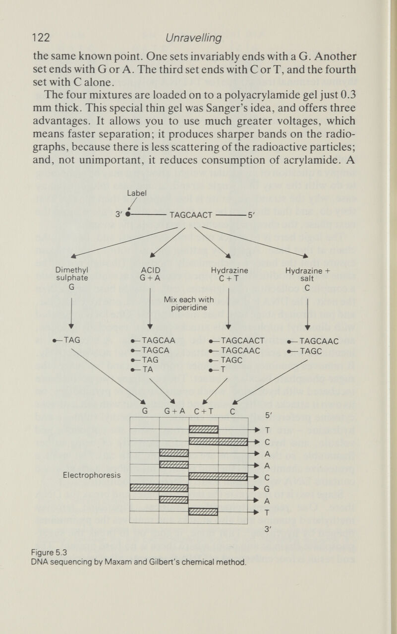 124 Unravelling in Enzymology. Once you have your DNA, you need only follow instructions to read the base sequence on it. Popular though it is, the chemical method relies on Fred Sanger's electrophoretic lad¬ ders, and is perhaps not as powerful a general technique as Sanger's. In any case, there is no real rivalry between the two, and Sanger himself stresses the importance of checking sequences in several ways. The ability to read genes is the key to many locks. Opening them has, as we've seen, exposed an enormous upset - the revelation that vast stretches of DNA are never expressed as proteins and seem to serve no obvious purpose. As an end in itself, gene sequencing has achieved great things, not least the entire genome of a number of organisms, so far mostly viruses but also the complete genomes of the mitochondria (the 'powerhouses' that supply cells with energy) of people and yeast. In about five years we have progressed from the 3569 bases of MS2 to the 50 ООО or more bases of the yeast mitochondria. Wally Gilbert, in his Nobel Prize acceptance lec¬ ture, gave a lovely example of the efficiency of his method. 'To find out how easy and how accurate DNA sequencing was,' he said, I asked a student, Gregor Sutcliffe, to sequence the ampicillin resistance gene ... of Escherichia coll. . . . All he knew about the protein was an approximate molecular weight, and that a certain restriction cut on the [pBR322] plasmid inactivated that gene. He had no previous experience with DNA sequencing when he set out to work out the structure of DNA for this gene. After 7 months he had worked out about 1000 bases of double-stranded DNA, sequencing one strand and then sequencing the other for confirmation. . . . The DNA sequencing was correct. Sutcliffe then became very enthusiastic and sequenced the rest of plasmid pBR322 during the next 6 months, to finish his thesis. Thirteen months, for the entire sequence of 4362 bases on both strands, by a student with no previous experience of the method. Rapid sequencing has done more, though, than merely unlock endless lines of bases. It has offered great insight into the way DNA controls the cell's chemical factories, with special sequences that adjust the translation of RNA into protein and others that guide newly formed proteins out through the cell membrane. Knowing the exact sequence of a gene has enabled engineers to create, from scratch, an improved version of the gene that will still code for the