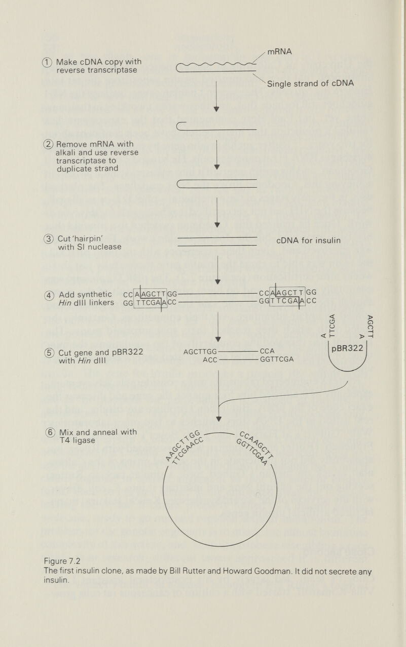 160 Applications must, and the inserts fell into place. With no further treatment, the recombinant plasmids were used to transform E. colt cells in culture. The cells themselves could be relied upon to fill in the gaps between insert and plasmid, seal the breaks, and generally see to it that the plasmids were in pretty good repair. A culture of transformed cells is the haystack, the insulin gene the needle. To find it, the cells were plated out on to agar contain¬ ing tetracycline. Only cells that had taken up pBR322 would be resistant. Two days later, the surviving colonies were screened for their ability to hybridize with a fragment of DNA thought to be specific to the insulin gene. The idea here was not to find a plasmid containing a complete working copy of the entire insulin gene, but to find one that could in turn be used to locate the 'golden' goose. Nine colonies hybrized well; these were given the opportunity to block insulin synthesis in a hybrid-arrested translation system (see p. 103 above). One - plasmid pI19 - came up trumps. A quick bit of sequencing on the Pst I fragment from the plasmid in pI19 confirmed that it did indeed contain the complete insulin sequence, in the right orientation. Gilbert didn't know at this stage whether the gene was in the correct reading frame to code for insulin, but that didn't matter. The importance of pI19 was that it provided a supply of insulin-sequence DNA that could be used as a sensitive probe to screen the other colonies. When they exposed those 1745 other colonies to nick-translated hot DNA from pI19, 48 showed up positive on the X-ray films: 48 out of 1745 is about 2У4 per cent. With a confirmed sequence, Villa-Komaroff could go back and look at the mRNA from the pancreas tumour in detail: less than one-third of 1 per cent coded for insulin. The enrichment procedures had worked well. But were any of the 48 colonies producing insulin? The needle-finder here was the double antibody technique that Gilbert had developed with Stephanie Broome (see p. 99 above). Using it, they were confident that they could detect as little as 10 picograms - that's ten millionths of a millionth of a gram - of insuhn. They screened the 48 colonies with antibodies to penicilli¬ nase and antibodies to insulin. Only one clone - pI47 - gave a positive response to both. It was, beyond a shadow of a doubt, manufacturing the hybrid penicillinase-insulin molecule, and secreting it to the outside of the cell. Using his rapid chemical sequencing technique, Gilbert quickly confirmed that the plasmid