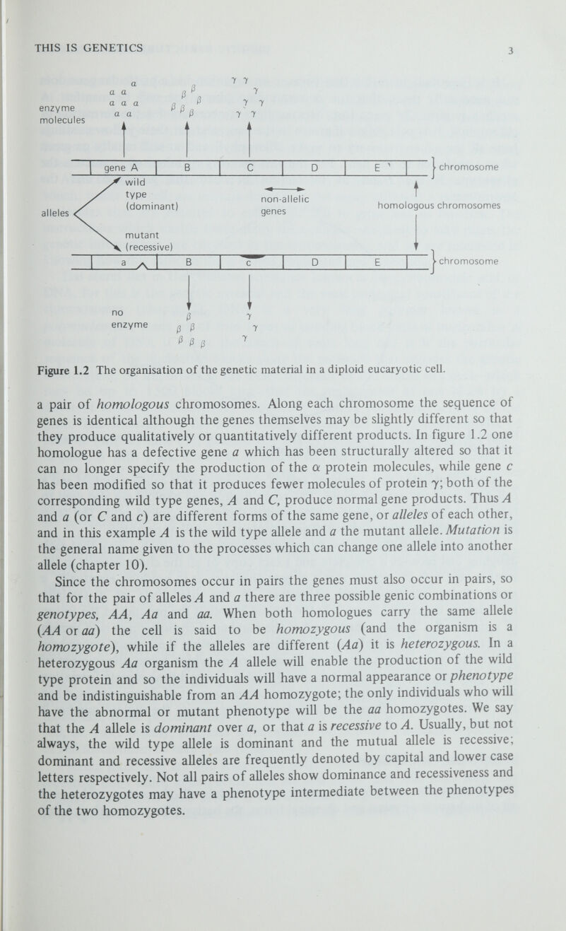 THIS IS GENETICS 5 the standard chemical bonds; it attempts to elucidate the structure and function of the genetic material in molecular terms by using a variety of sophisticated physical, chemicalr biochemical and genetical techniques. Molecular genetics is therefore a truly interdisciplinary science, not only ramifying into but extending beyond all the fields of conventional biology, and in the last decade no other science has made such significant advances. Any cell can be likened to a factory; there is an inward flow of raw materials which, inside the cell, are manufactured into the many different types of organic molecules that are required to enable the cell to grow and to function. The instructions which enable these many intra-cellular reactions to take place, the genetic information, are encoded in the chromosomes, and we are interested in knowing how this information is stored, replicated and processed. The secret lies in the chemical substance known as deoxyribonucleic acid, or DNA, for this is the genetic material and the most important constituent of the chromosomes (chapter 2). DNA is a very long polymer known as a polynucleotide, made up of four types of building block units or шс/еоШех. A molecule of DNA is many thousands of units long and it is the particular sequence of the nucleotide blocks along the molecule that encodes the genetic information. So important is the exact sequence of the blocks in a gene—which may be up to 1500 blocks long—that the replacement of one block by a different block (mutation) may completely destroy the normal activity of the gene. The structure of the four building blocks, the deoxyribonucleotides of adenine (A), thymine (T), guanine (G) and cytosine (C), is such that they occur in pairs, A with T and С vdth G, so that in fact the molecule of DNA consists of two chains of nucleotides paired off along their length (figure 1.4), and, because of the precise pairing relationships the sequence of nucleotides in one chain is determined by the sequence in the other chain; in other words the two chains are complementary to each other. The replication of such a molecule is easy; the two chains can separate and each separate chain can then act as a template for the formation of a new complementary chain. Because of the exact pairing each daughter molecule will have exactly the same nucleotide sequence as the parental molecule, so preserving unaltered the genetic information. In some viruses the genetic material is not DNA but a closely related nucleic acid called ribonucleic acid or RNA. RNA is made up from the ribonucleotides of adenine, guanine and cytosine, uracil (U, which replaces and behaves as thymine in DNA) and it is usually single stranded rather than double stranded. We must next ask, what is the function of a gene? Except for some genes which produce ribonucleic acid as their end product and others which are involved in control processes, the vast majority direct the synthesis of protein molecules; these proteins may be structural, contributing to the fabric of the cell, or, more usually, enzymes which enable the intricate biochemical processes of cell metaboHsm to take place (chapter 11). Protein molecules are also long chain polymers, made up of twenty types of repeating units called amino acids, and are commonly 200-400 units long. The primary product of gene action is one of these long chains of amino acids, a polypeptide chain, which subsequently folds up according to a highly specific