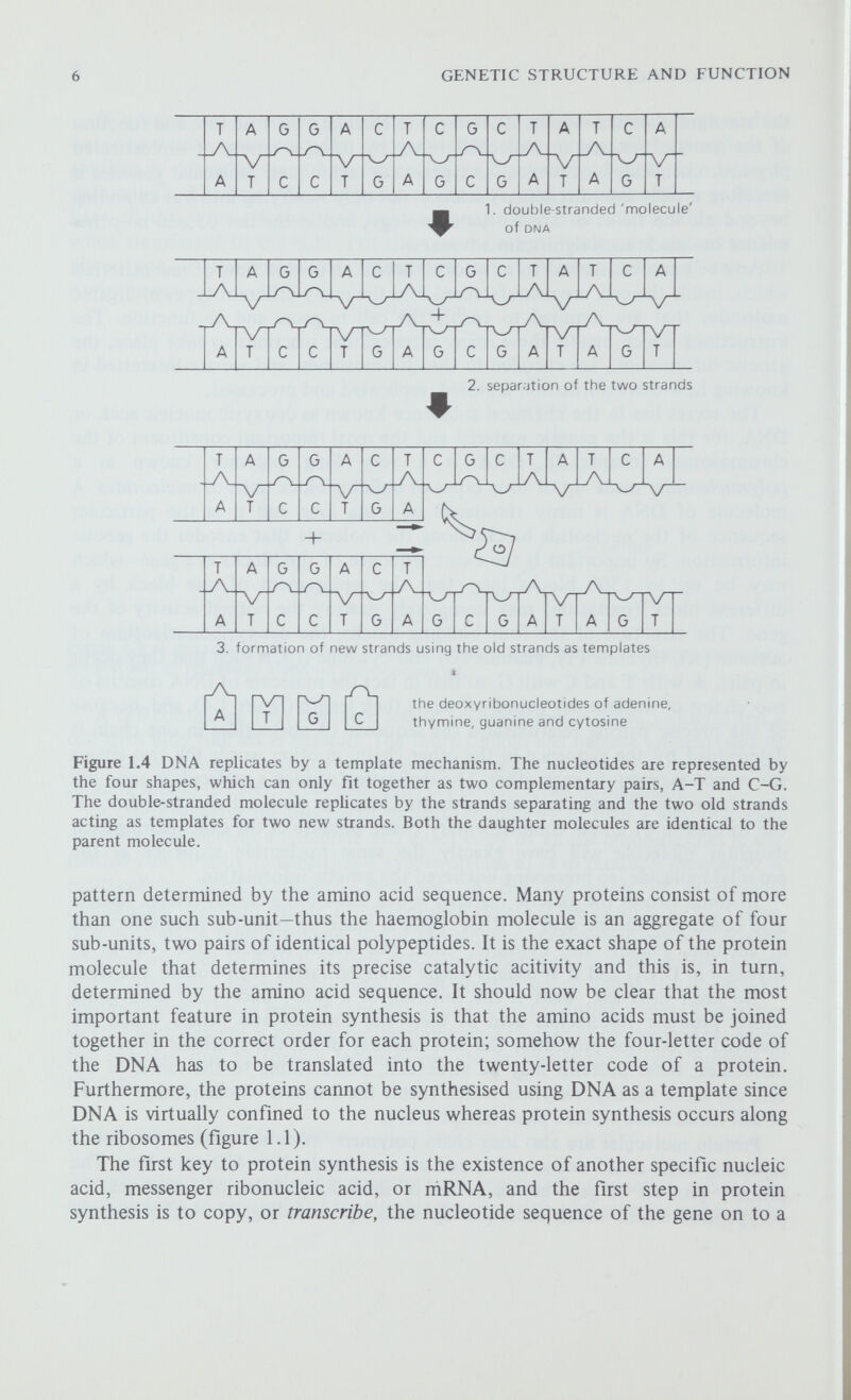 8 GENETIC STRUCTURE AND FUNCTION The second key is the existence of a specific transfer RNA, or tRNA, for each amino acid. Each tRNA is an adaptor molecule as it recognises on the one hand a particular amino acid, and on the other hand a particular sequence of three nucleotides, a codon, on the mRNA; a molecule of tRNA transfers the amino acid to the ribosomes. Unes up on the mRNA template by recognising its own codon and the amino acid is joined on to the growing polypeptide chain. Altogether there are sixty-four possible codons, and sixty-one of these code for one or other of the amino acids, so that for some amino acids there are two or more different codons (chapter 12). The ribosomes move along the molecule of mRNA adding successive amino acids to the growing polypeptide chain as they do so. This process of translation continues until one of the three remaining codons, a nonsense codon, is reached; these nonsense codons are not recognised by a tRNA molecule and so they signal the end of polypeptide elongation and mark the end of the genetic message. It is important to note that the genetic code is always read in groups of three (i.e. three consecutive nucleotides) and from a fixed starting point; if this were not so, three different messages could be read according as to whether reading started at the first, second or third base along the mRNA. In summary, we see that in replicating DNA makes more DNA, but that in protein synthesis DNA makes RNA which makes protein. This is the essential thesis of molecular genetics, sometimes called the central dogma. The most important gene products are the enzymes, for these are the catalysts of Ufe which make possible and speed up the many complex reactions that take place in a living cell. All these reactions, both anabolic and cataboHc, take place by a series of small steps, each step catalysed by its own enzyme; the product of each reaction is passed on to another enzyme which carries out the next step in the sequence. The entire sequence of reactions, analogous to a factory production line, is a biosynthetic or metabolic pathway. The many different types of cell in a complex organism, muscle, liver, blood, nerves and so on, all carry the same set of genetic information but the enzymes they produce and the chemical reactions they carry out are very different. It is clear that there are control mechanisms in the cell which ensure that the genes are only active or 'switched on' when their products are actually required. In one type of simple control system found in bacteria, several structural genes (SG), specifying the enzymes involved in a particular biosynthetic pathway, are controlled by a regulator gene (RG) and an operator gene (0). A group of related and closely linked structural genes, together with the operator gene that controls their expression are collectively called an operon. The regulator gene specifies molecules of a specific repressor protein, which binds to the operator and prevents transcription (the production of mRNA) of the structural genes adjacent to the operator (figure 1.6a). However, when the substrate on which the enzymes act is present, molecules of the substrate complex with the repressor protein; this inactivates the repressor (figure 1.6b) so that it can no longer attach to the operator with the result that the structural genes can be transcribed and the enzymes synthesised (chapter 15). Th£ substrate is said to