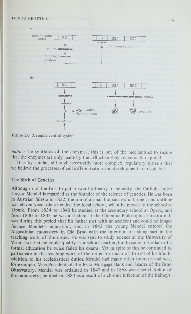 THIS IS GENETICS 11 Mendel s work in Biometrica. Baleson replied, often in private published papers because Weldon's influence was so great that no journal, induámg Nature, would publish papers on Mendelism. Only in 1904 did Bateson win his battle and, as Reginald C. Punnett, his successor at Cambridge, wrote, 'Bateson's generalship had won all along the line and thenceforth there was no danger of Mendelism being squashed out through apathy or ignorance'. Although his theory went a long way to explaining the facts of heredity, Mendel had no idea either as to the nature of his abstract factors or as to how they were transmitted from parent to offspring. While he was aware of the existence of a cell nucleus and of threadlike filaments within it he knew nothing about chromosomes. It was only during the last two decades of the nineteenth century, while Mendel's work lay forgotten, that the chromosomes were identified, described and their behaviour at cell division recorded in the greatest detail. By 1903 it was generally recognised that the chromosomes occur in pairs and it was noted how regular and precise was their method of duplication and segregation at cell division; yet although Bateson and his co-workers made many discoveries in the field of Mendehan genetics they failed to realise the significance of the chromosomes and the chromosomal theory of heredity eluded them. It was William S. Sutton in 1903 who first appreciated the similarities between the behaviour of the chromosomes and the behaviour of Mendel's factors (or genes as we now call them, a term coined by Wilhelm Johannsen in 1909) and suggested that the chromosomes were the physical basis of the genetic material. He fully appreciated that the number of characters possessed by an individual greatly exceeds the number of chromosomes, so that each chromosome must carry a large number of genes. Unfortunately, Sutton was unable to prove his theory. At about the same time the great American school of Drosophila genetics led by Thomas Hunt Morgan and including Alfred Sturtevant and Calvin Bridges and later Hermann J. Muller was getting under way and by 1910 was able to confirm the chromosome theory in the most amazing detail. Within a very short time, what had been two separate subjects of research became united into the science of cytogenetics—the integration of cytological and genetical research. The first forty years of this century saw the elucidation of the mechanism of inheritance in a wide range of orgmisms—Drosophila, maize, mouse and to a lesser extent man—and may be termed the era of classical cytogenetics. At the same time evolutionary theory moved from the nineteenth-century concept of blending inheritance to a foundation of MendeUan genetics, and the study of quantitative or continuous variation became part of the unified theory of Mendelian genetics. Although we will describe some of these early discoveries in more detail, this book is primarily concerned with discoveries in the field of biochemical and molecular genetics. The field of biochemical genetics was opened up in 1941 when George Beadle and Edward Tatum isolated biochemical mutants of Neurospora crassa and proposed that each gene functions by specifying the production of a particular enzyme (chapter 11) while molecular genetics was born in 1953 when James Watson and Francis Crick finally elucidated the