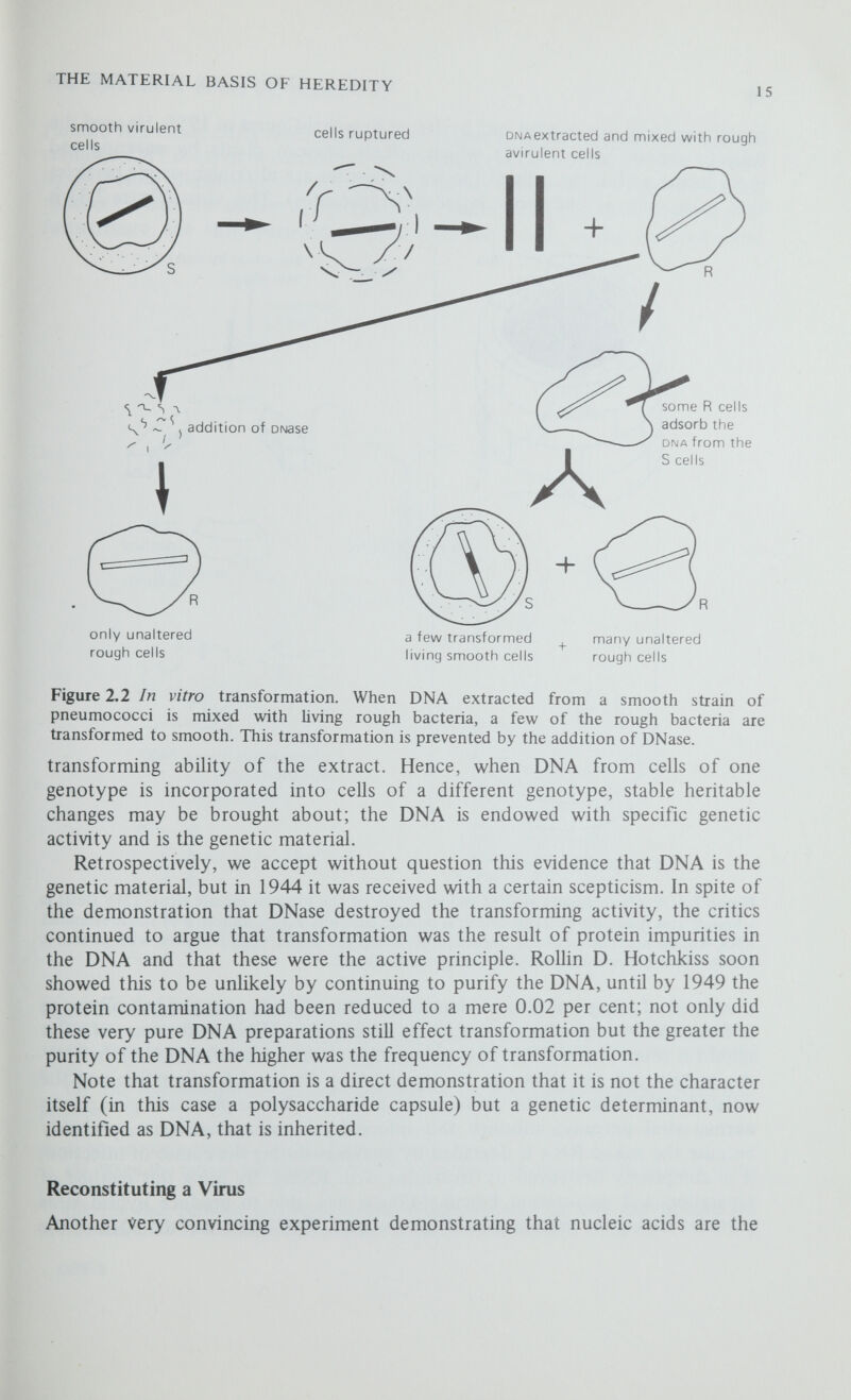 THE MATERIAL BASIS OF HEREDITY 17 Holmes Rib Grass (HR) strain (figure 2.4). These hybrids, because they had the common TMV coats were inactivated by antibodies prepared against TMV but not by antibodies prepared against the HR strain; when these hybrid viruses were used to infect plants the disease symptoms were always those of the RNA donor and, furthermore, the virus particles isolated from the lesions on the infected plant TMV antibodies hybrid virus particles are inactivated HR strain coat and rna common TMV coat and rna HR strain ° HR о о °  antibodies DM progeny virus particles have HR coats and HR rna Figure 2.4 Reconstituting a virus. (1) Common TMV coats are prepared by treating TMV particles with detergent solution. (2) RNA is prepared from the Holmes Rib Grass (HR) strain by treatment with mild alkali. (3) The common TMV coats and the HR RNA are re-aggregated to form hybrid virus particles. (4) These hybrids are inactivated by antibodies prepared against the common TMV strain but not by antibodies prepared against the HR strain. (5) When the hybrid particles infect a plant the lesions are characteristic of those of the HR strain. (6) The virus particles isolated from these lesions have both HR RNA and HR coats and so are inactivated by the antibodies prepared against the HR strain. GSF-2