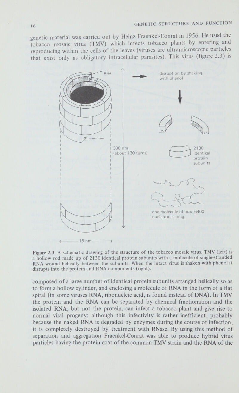 18 GENETIC STRUCTURE AND FUNCTION were inactivated by the antibodies prepared against the HR strain. Quite clearly these second generation virus particles have both the RNA and the protein coats of the HR strain; it is the RNA, and not the protein, that contains all the genetic information necessary for the replication and production of new virus particles. The experiment described on page 45, the in vitro synthesis of a bacterial virus, is also a direct demonstration that nucleic acids are the genetic material. In higher organisms the evidence that DNA is the genetic material is more indirect but nonetheless convincing. Firstly, v^th the exception of certain viruses, such as TMV, DNA is the only common component of all chromosomes. Secondly, DNA is found only in the chromosomes; there are certain exceptions such as mitochondria and chloroplasts which have their own DNA, but these are self-replicating, self-perpetuating structures and probably endowed with their own genetic continuity. Thirdly, in any species the amount of DNA per nucleus is constant, the exception being the nuclei of the germ cells which have only half this amount; this is expected if the DNA is the genetic material as the gametes are haploid and contain only half the genetic information carried by the diploid cells of the adult organism. No other constituent of the chromosomes is distributed in this way and shows this constancy. Finally, we can note that in a wide variety of organisms, both procaryotes and eucaryotes, chemicals which alter the structure of DNA can cause heritable changes or mutations (see chapter 10). The inescapable conclusion is that in all organisms, from viruses to man, DNA is the genetic material—the only exceptions being certain viruses where the genetic material is the closely related nucleic acid RNA. The Chemical Structure of the Nucleic Acids A molecule of DNA is very long and is composed of a very large number of subunits, called nucleotides, hnked together to form a long polynucleotide chain. In tum, each nucleotide is made up of three components: (i) a molecule of the sugar deoxyribose, (ii) a phosphate group, and (iii) a nitrogenous base, which can be either a purine (adenine or guanine) or a pyrimidine (cytosine or thymine). Each unit of sugar + base is a nucleoside, while a unit of sugar + base + phosphate is a nucleotide (figure 2.5). The chemical structure of RNA is similar except that the sugar ribose is found instead of deoxyribose, and the pyrimidine uracil replaces thymine. The nucleotide monomers are joined together by their phosphate residues, each of which links together the 3' carbon atom of one deoxyribose molecule and the 5' carbon of the next deoxyribose molecule by a 3':5' phospho-diester linkage (figure 2.6). One very important point is that because of this asymmetry the DNA molecule is polarised. If the molecule starts at one end with a carbon in Figure 2.5 The components of DNA and RNA. The basic components of DNA are the four nitrogenous bases (adenine, guanine, cytosine and thymine), phosphoric acid and the sugar 2'deoxy-d-ribose. In RNA uracil replaces thymine and d-ribose replaces 2'deoxy-d-ribose. The combination of sugar + base is a nucleoside, converted to a nucleotide by the addition of one or more phosphate groups.