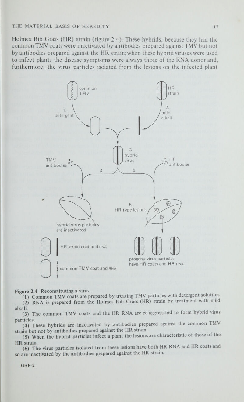 thymine NH, N 'IM' H cytosine H О H О Р = 0 О H phosphoric acid ОН H 2' deoxy-d-ribose HOCH I ОН он d-ribose NUCLEOSIDES (sugar + base) (or thymidine adenosine guanosine) cytidine I NUCLEOTIDES (sugar + base + phosphate) (or thymidylic acid adenylic acid guanylic acid) cytidylic acid