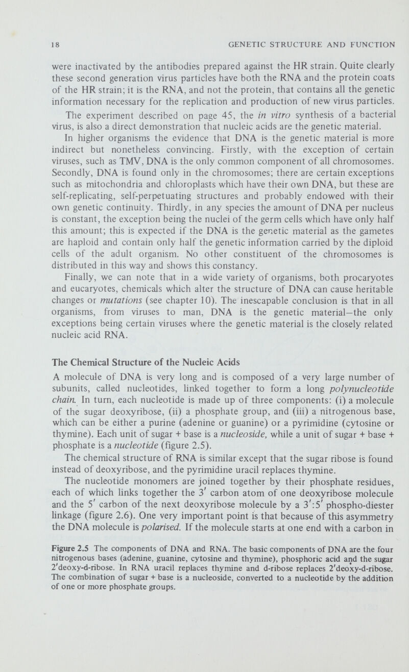 # 20 GENETIC STRUCTURE AND FUNCTION the 5' position (the top of the molecule in figure 2.6) then the other end will have a carbon in the З' position. A consequence of this polarity is that if a nucleotide is inverted in relation to the other nucleotides it cannot be attached onto an extending polynucleotide chain. Adenine, guanine, thymine (or uracil in RNA) and cytosine are the bases most commonly found in DNA and RNA, but there are also less common bases which can arise by the addition of methyl or hydroxyl groups to one of the standard bases. For example, in some bacteriophages (these are viruses which are obligate parasites of bacteria) cytosine is replaced by hydroxy-methylcytosine (HMC), while in some higher organisms methylcytosine is found. The Biological Structure of DNA At the time that Avery and his co-workers showed that DNA was the active component of the transforming principle it was generally thought that DNA consisted of a regularly repeating array of the four nucleotides; that is to say, the four bases recurred in a regular sequence so that DNA was of the same composition no matter what its source and so incapable of carrying genetic specificity (this was the tetranucleotide theory). Even after Avery's experiments many contemporary workers still believed that proteins were the genetic material. Then, between 1949 and 1951, Erwin Chargaff used a new technique to make more refined analyses of the base compositions of DNA from various sources and made two very significant observations. Firstly he found that the base composition of DNA varies v^dely according to its biological source, so that DNA was not the uniform polymer as had been wddely believed up to then and it could therefore carry the genetic information. Secondly he found that there were always equimolar amounts (i.e. the equivalent numbers of molecules) of adenine (A) and thymine (T) and of cytosine (C) and guanine (G) so that the ratio A/T = G/C = 1 (table 2.1); we will Table 2.1 Base ratios in different organisms Note that although there are always equivalent amounts of adenine and thymine, and of guanine and cytosine, the overall composition of the DNA varies considerably from one organism to another, whereas DNA from different tissues of the same organism always has the same composition.