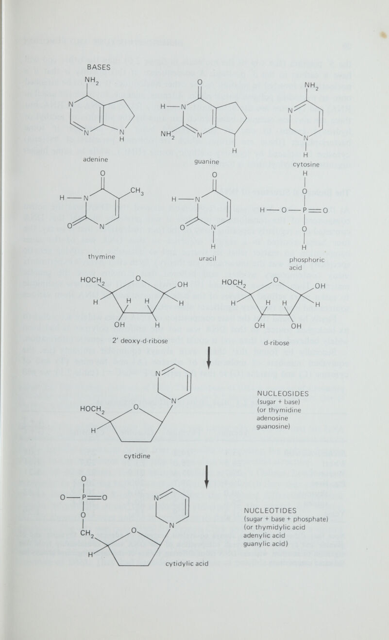 THE MATERIAL BASIS OF HEREDITY 0 I 0 next nucleotide Figure 2.6 The primary structure of DNA. The backbone of DNA is made up of alternating phosphate and deoxyribose groups held together by 3:5 phospho-diester linkages. One of the four nucleotide bases is attached to the 1' carbon of each deoxyribose. return to this equivalent later. By 1952 it was universally accepted that the DNA molecule does carry the genetic information and that this information is stored in the specific sequences of the four nucleotide bases along the polynucleotide chains, and several teams were trying to elucidate its molecular structure. One of these teams, led by Maurice Wilkins at King's College, London, had succeeded in preparing highly oriented fibres of DNA which they then examined by the technique of X-ray crystallography; the resulting diffraction patterns yielded information about the molecular structure of the crystal, but Wilkins and his co-workers were unable to convert their data into a reasonable molecular structure. The way was now paved for Francis Crick and James Watson, a visiting scientist from Harvard, working at the Medical Research Laboratories in Cambridge, to propose their now famous model for the three-dimensional structure of DNA. They had considered a number of possible structures, but the