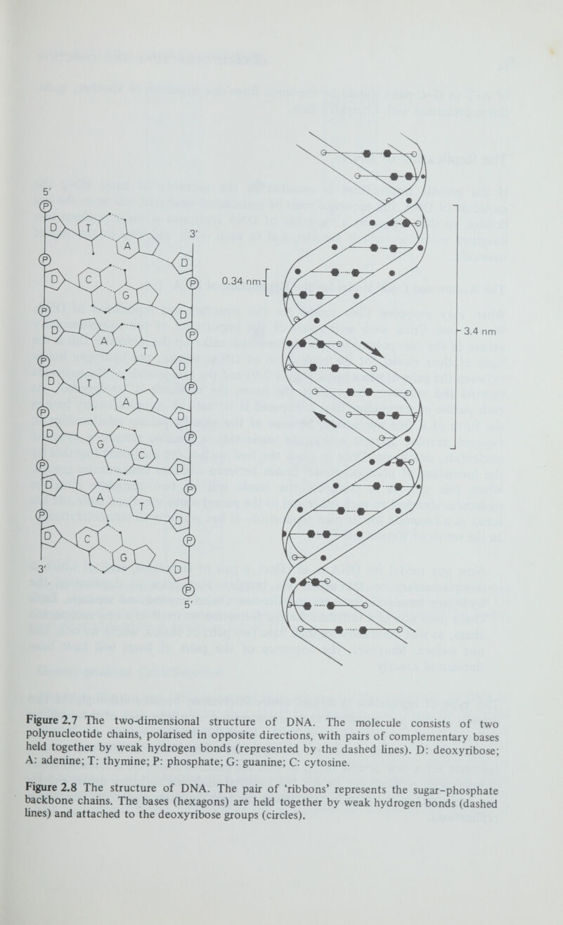 THE MATERIAL BASIS OF HEREDITY 25 1. -(S>(T)- -© ©■ -ф®- -ф-©- -<Â> - ©- -ф- ®- -©-<£> 3. Figure 2.9 The replication of DNA. A, T, С and G are the Гош nucleotide bases, the dashed lines represent the hydrogen bonds between the paired bases. The parental molecule (1) unwinds and each separate chain acts as a template for a new daughter chain (2). Eventually, two identical daughter molecules are formed (3). Density-gradient Centrifugation Although Watson and Crick proposed their scheme for the rephcation of DNA in 1953, it was not until 1958 that Matthew Meselson and Frankhn W. Stahl devised an experimental method for demonstrating that DNA does replicate semi-conservatively. This was made possible by using the then new technique of density-gradient centrifugation developed by Jerome Vinograd, which enables the separation of molecules with very small differences in their densities. When strong solutions of certain salts, such as caesium chloride, are subjected to very high centrifugal forces (100 000^) the salt atoms are drawn to the bottom of