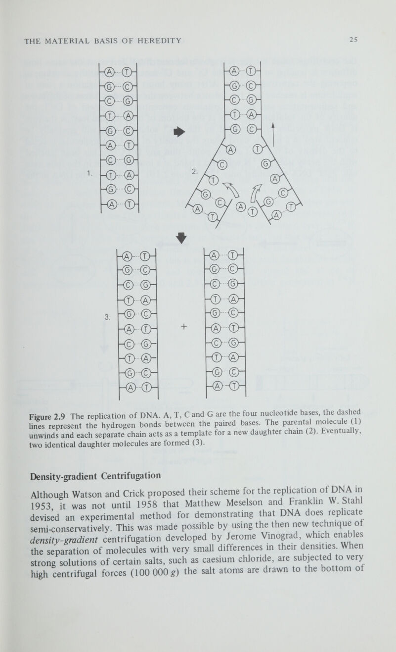 THE MATERIAL BASIS OF HEREDITY 27 tubes and the amount of DNA present can be determined from uv absorption photographs of the centrifuge tubes. The Meselson and Stahl experiment Meselson and Stahl grew the bacterium Escherichia coli (so called after its discoverer Theodor Escherich) in a culture medium in which the only nitrogen source was the heavy isotope nitrogen-15 or ^ ^ N, having a mass greater than that of the normal After many generations of growth all the nitrogen in the bacterial DNA will be heavy ^^N, and this DNA will be more dense than the normal ^'^N DNA. Bacteria with fully labelled ^^N DNA were then transferred to normal culture medium containing only ^'^N as the nitrogen source and the culture was sampled after various times to determine the amounts of DNA of different densities that were present. Meselson and Stahl found that after growth in ^ ^ N medium all the DNA extracted from the E. coli cells concentrated in a single 'heavy' band. After a time corresponding to one generation cycle in '^N medium, all the DNA again concentrated in a single band, but this band formed at a position intermediate to the bands formed by pure ^ ^ N and pure ' '^N DNA. If replication is semi-conservative this is expected, since each daughter molecule will contain one ^^N 'heavy' and one ^'^N 'light' strand and so be of intermediate density (figures 2.10 and 2.11). After a further generation in ^'^N (a) ol)servation generation 0 all 'heavy' dna all 'intermediate' dna VAVWV dna -'light' 'N 'intermediate' 14M/15M heavy' Уг 'light' DNA У2'intermediate' dna % 'light' dna Уй ' intermediate' dna (b) interpretation -h -h Figure2.11 Observations and interpretation of the Meselson and Stahl experiment. The simplest explanation of the observed results is that each molecule of DNA replicates semi-conservatively, so that after one generation in ' '*N medium all the daughter molecules have one 'heavy' ' and one 'light' ^ N strand. After a further generation in 'N medium each of these hybrid molecules replicates to produce one ' ^N/' ^ N hybrid molecule and one »4N/t4N 'light' molecule, and so on. The labelled strands of each DNA duplex are represented by the thick lines and the ' ^ N unlabelled strands by the thin lines.